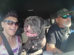 Young Protective Full Blooded Male Cane Corso image 3