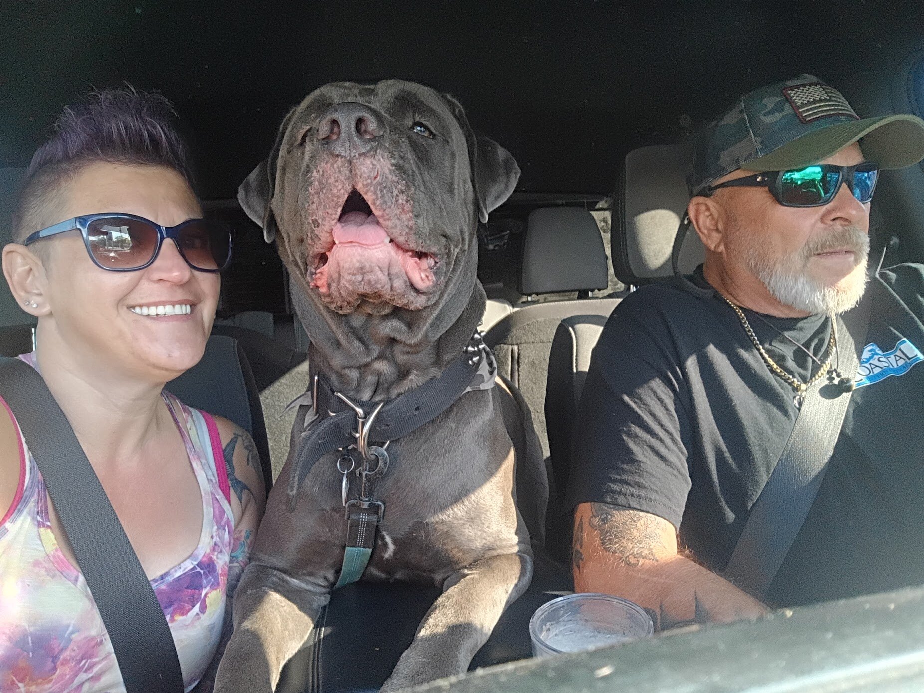 Young Protective Full Blooded Male Cane Corso image 6