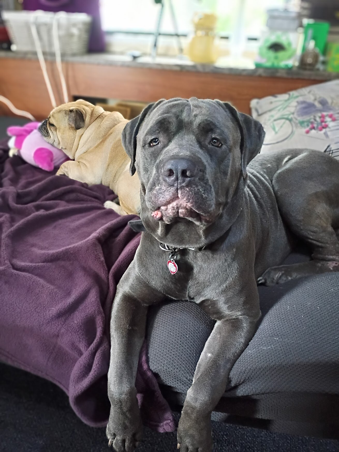 Young Protective Full Blooded Male Cane Corso image 1