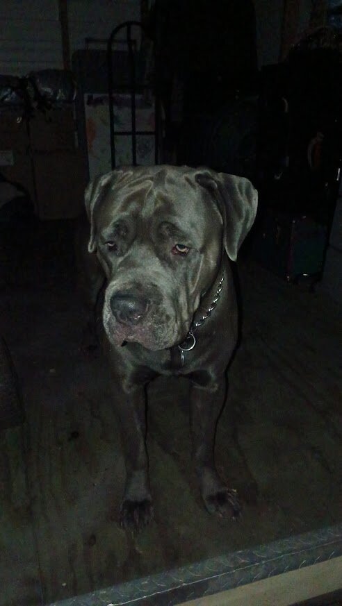 Young Protective Full Blooded Male Cane Corso image 7