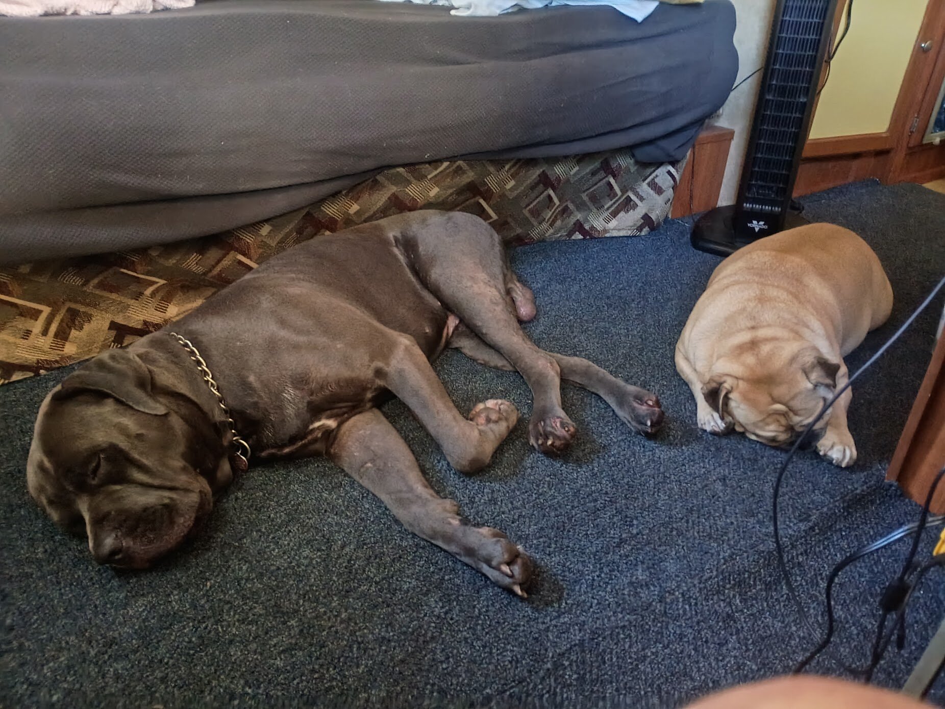 Young Protective Full Blooded Male Cane Corso image 2