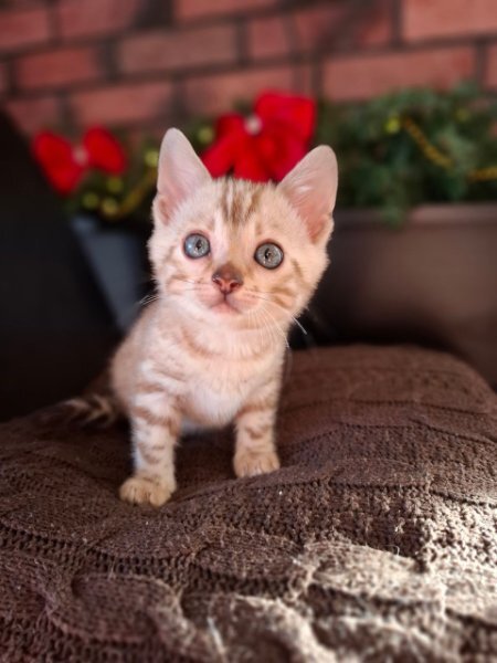 Gorgeous Bengal Kittens image 2