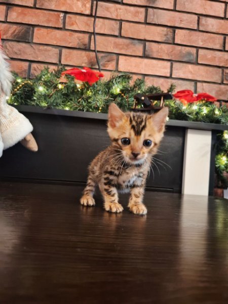 Gorgeous Bengal Kittens image 1