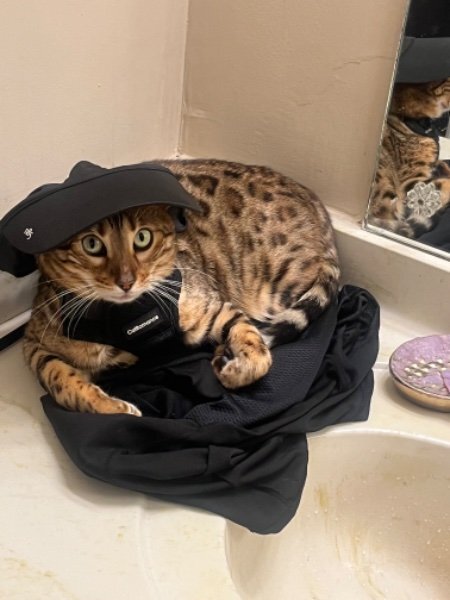 Bengal Cat (Black Gold Lineage) – 2 Years Old image 1