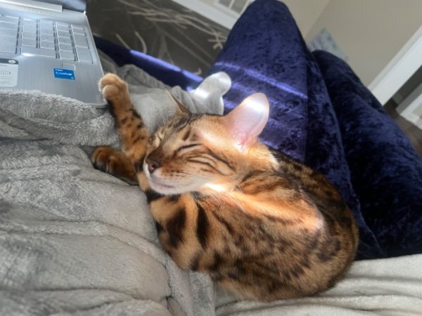 Bengal Cat (Black Gold Lineage) – 2 Years Old image 2