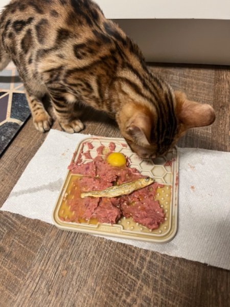 Bengal Cat (Black Gold Lineage) – 2 Years Old image 3