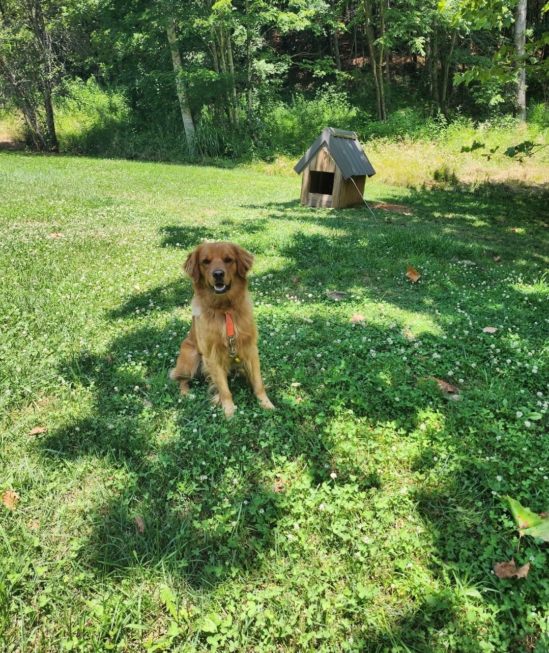 Golden Retriever image 1