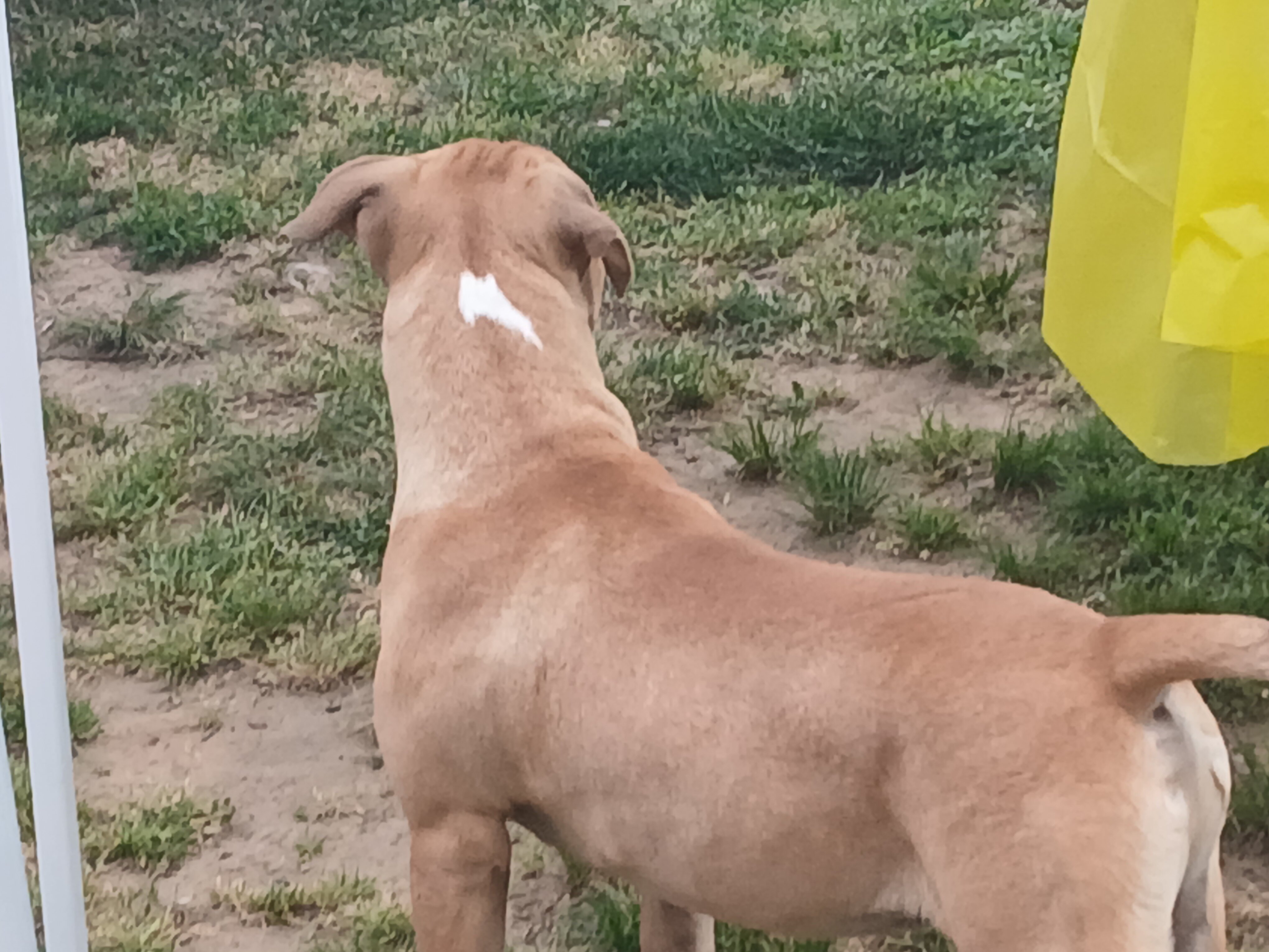 Pitbull puppie image 1