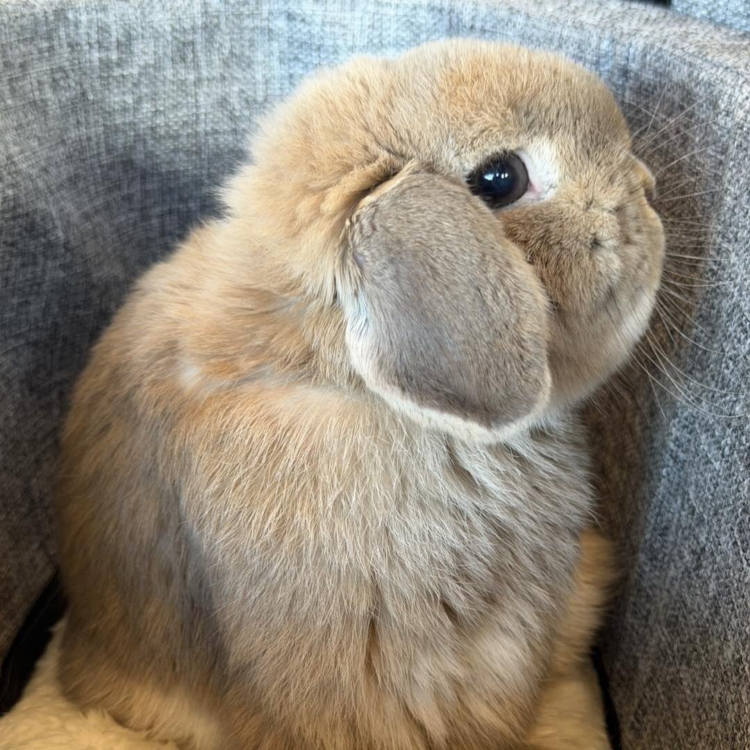 Adorable Holland Lop bunny  looking for a home image 3