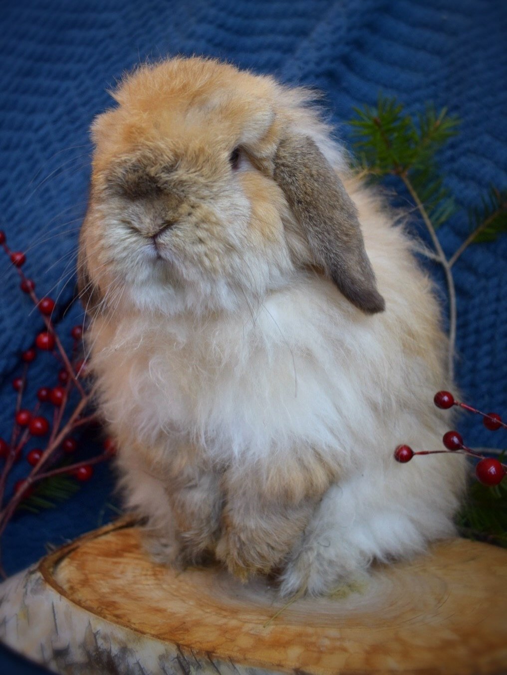 Adorable Holland Lop bunny  looking for a home image 4