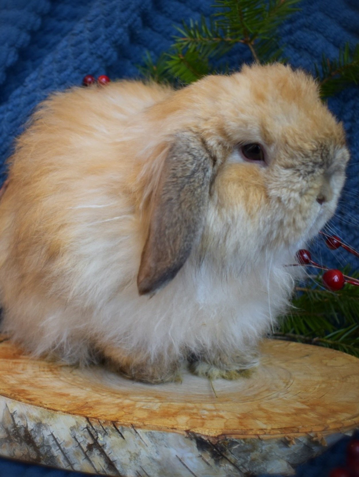Adorable Holland Lop bunny  looking for a home image 5