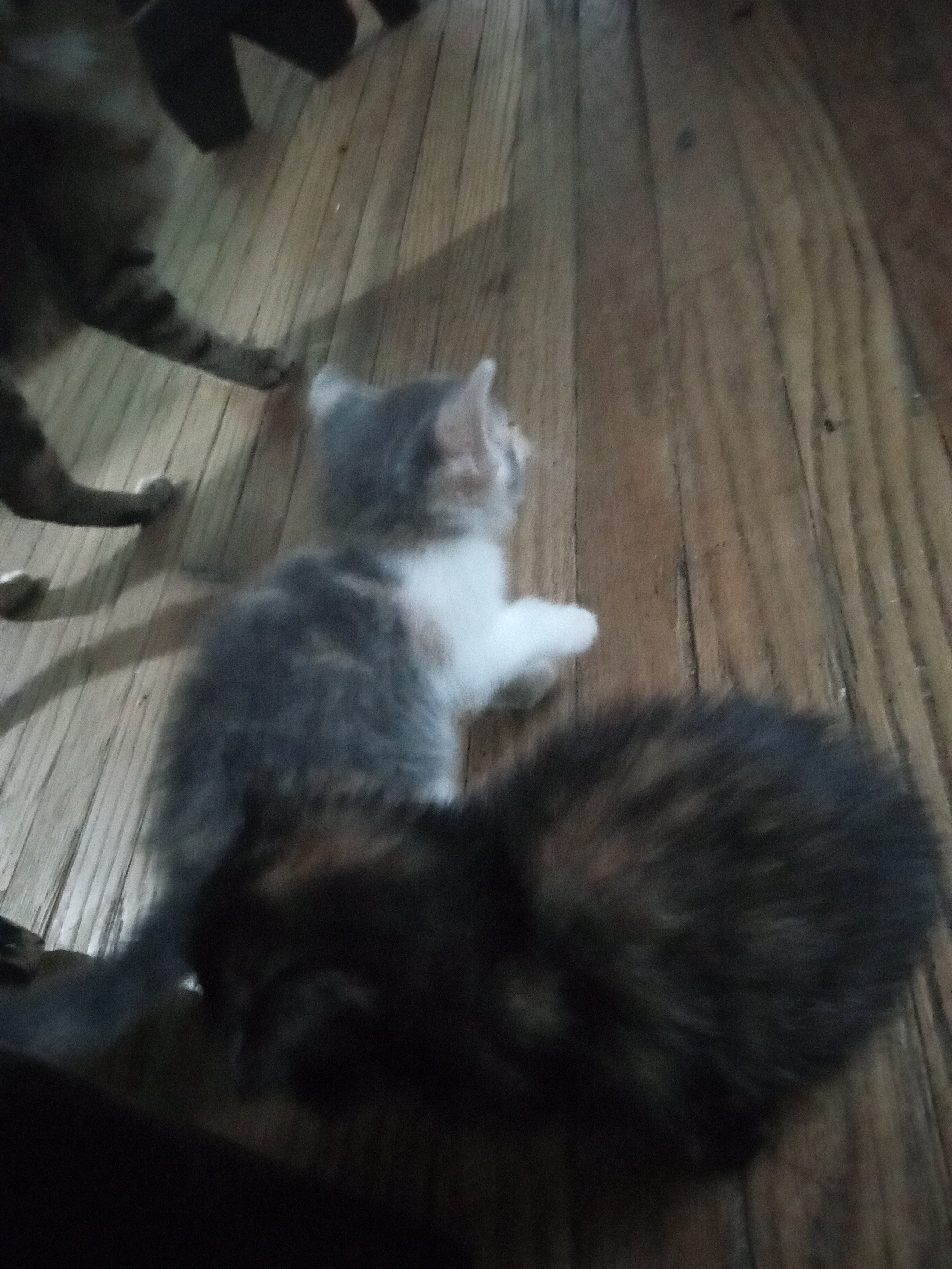 Manecoon Bengal kittens image 4