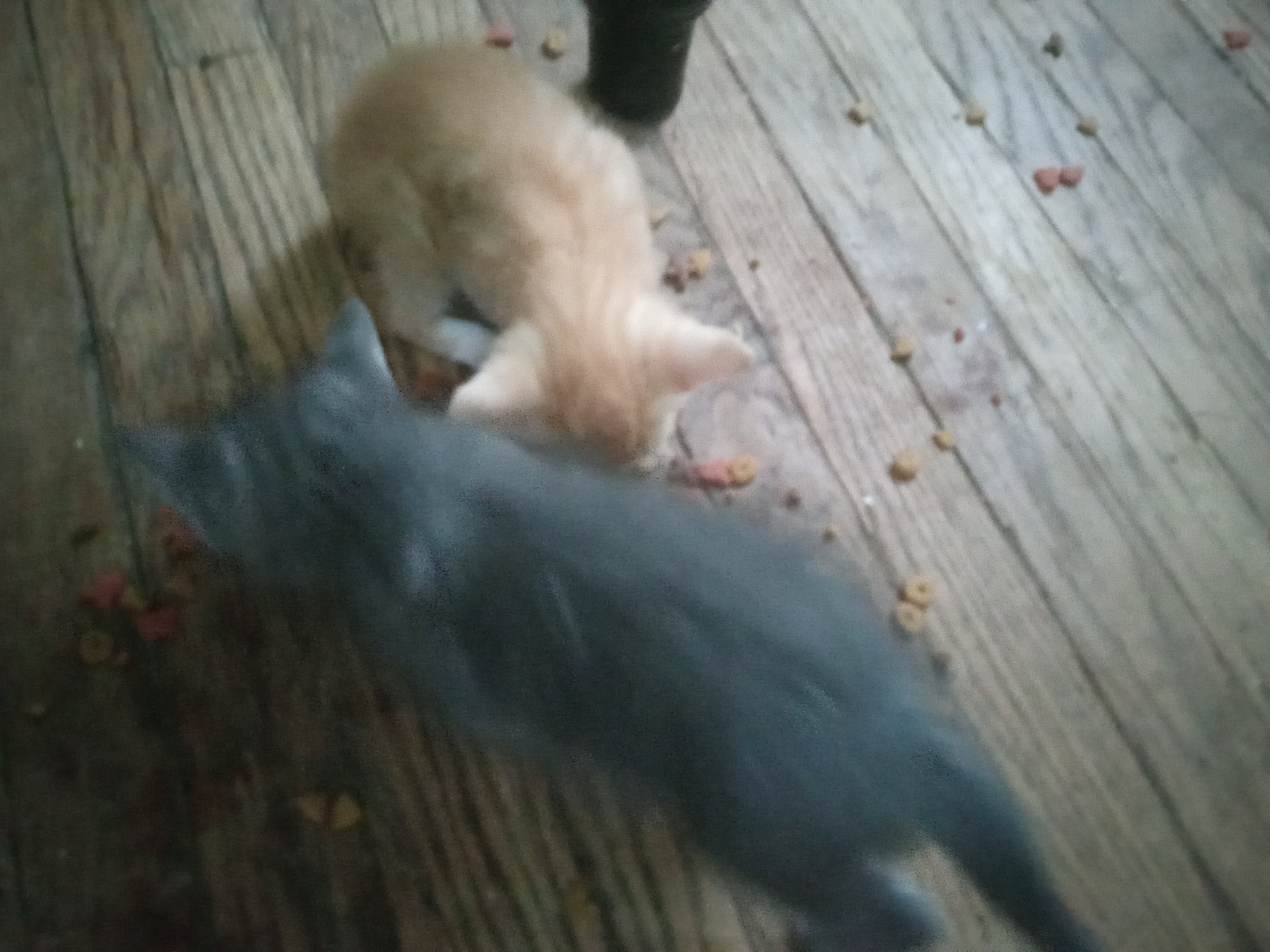Manecoon Bengal kittens image 3