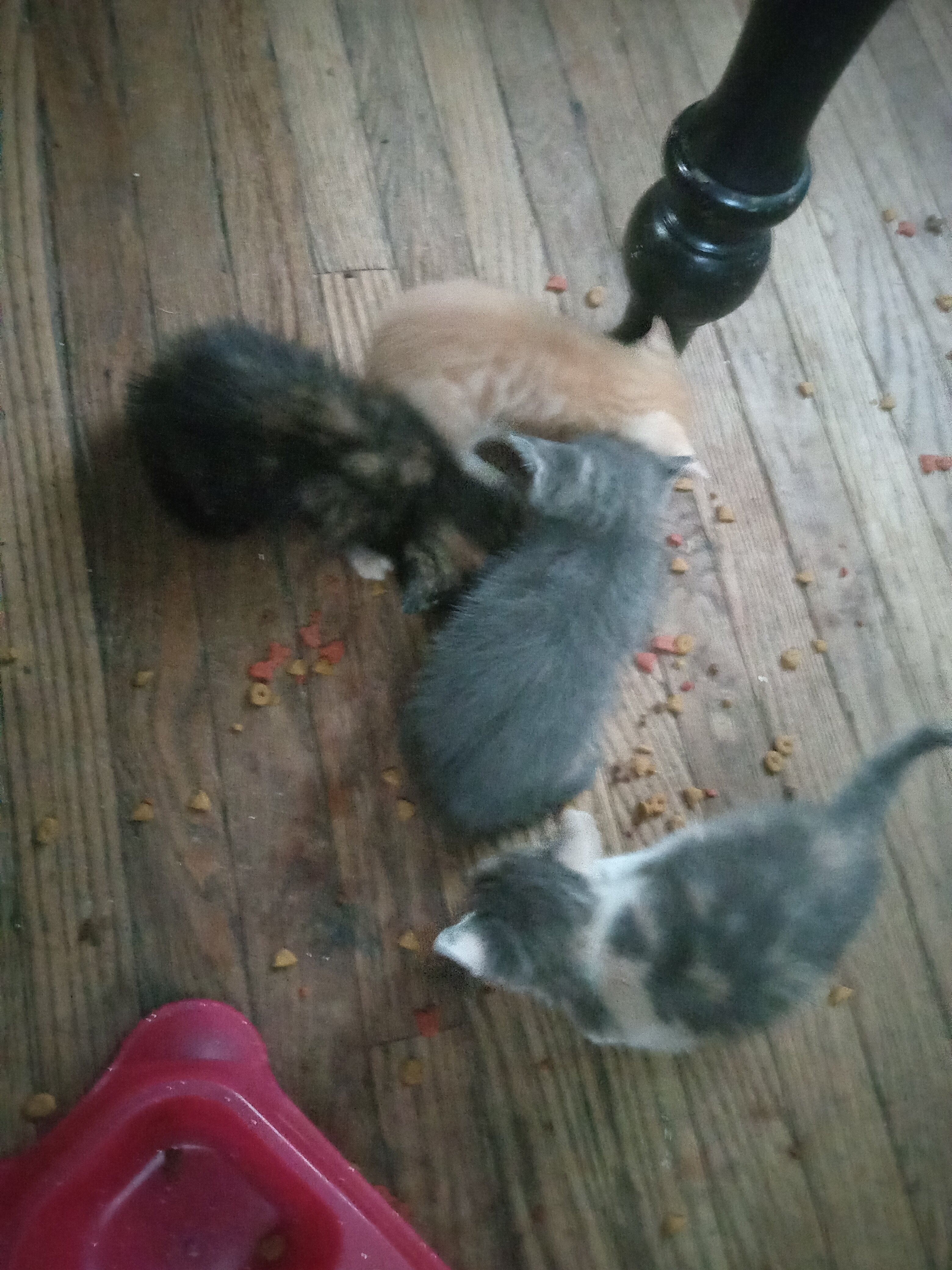 Manecoon Bengal kittens image 6