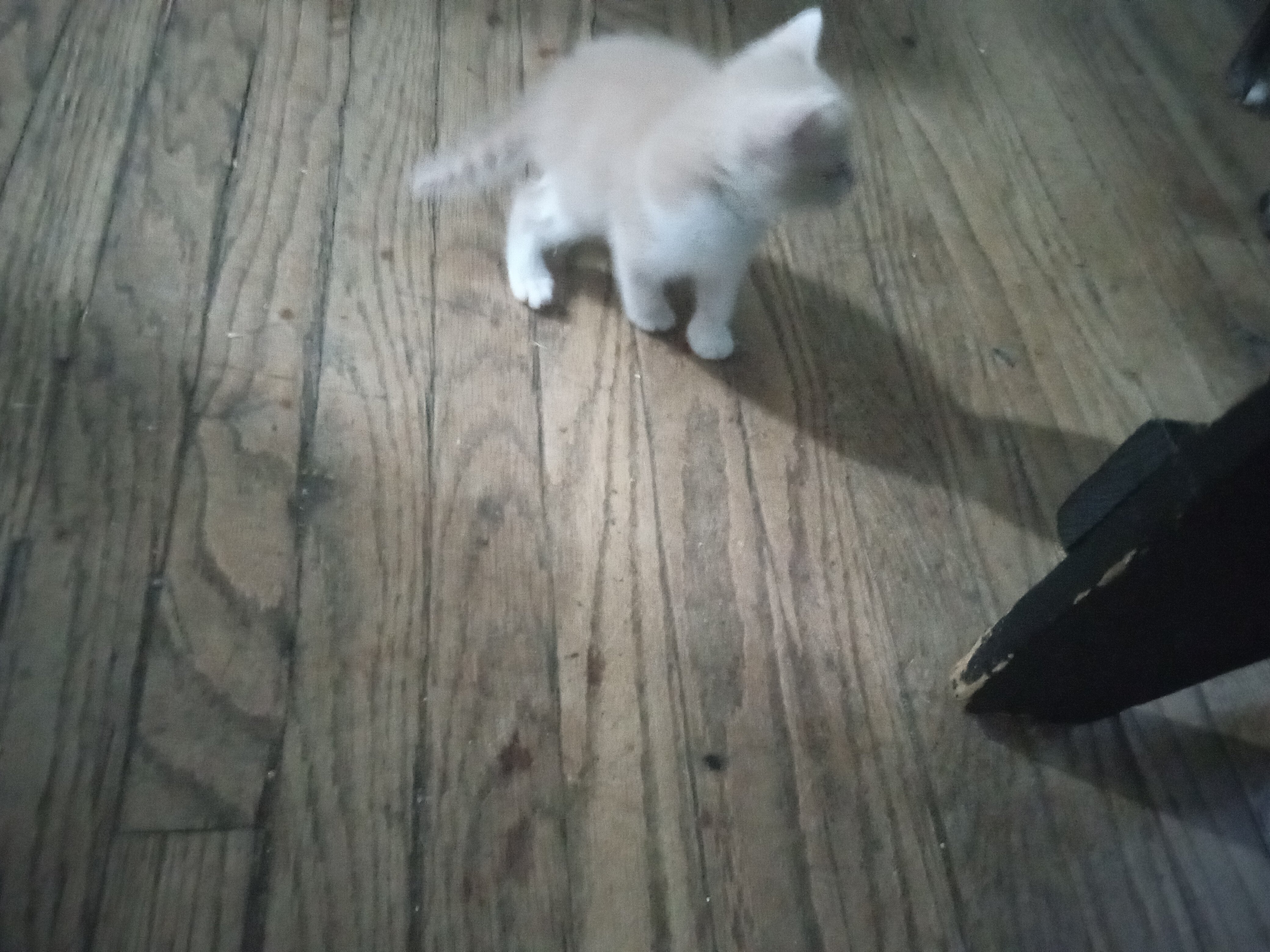 Manecoon Bengal kittens image 1