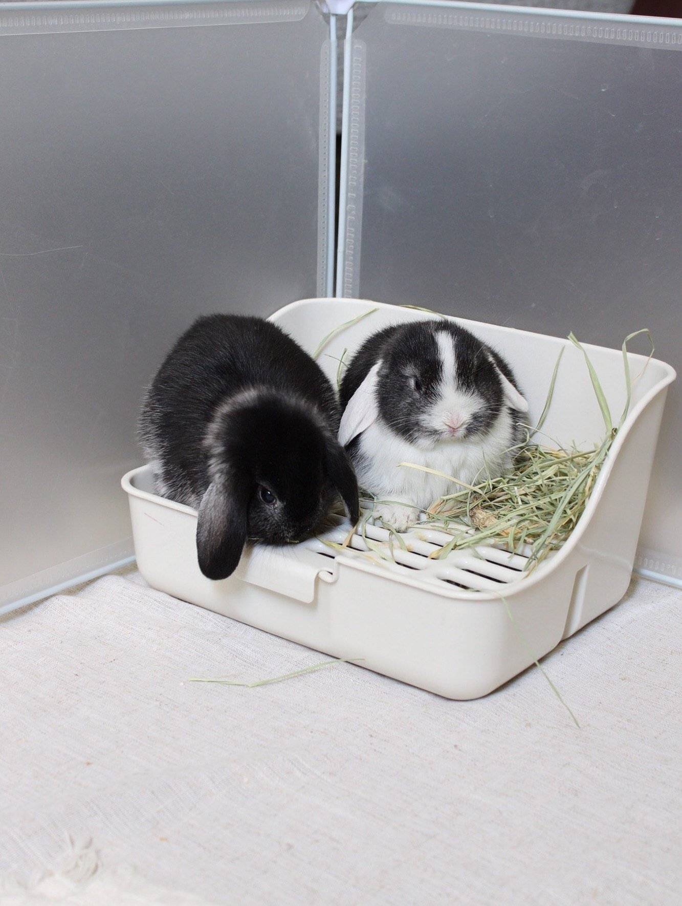 “Adorable Holland Lop bunny looking for a home image 4