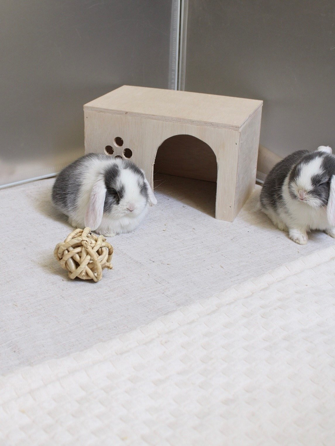 “Adorable Holland Lop bunny looking for a home image 5
