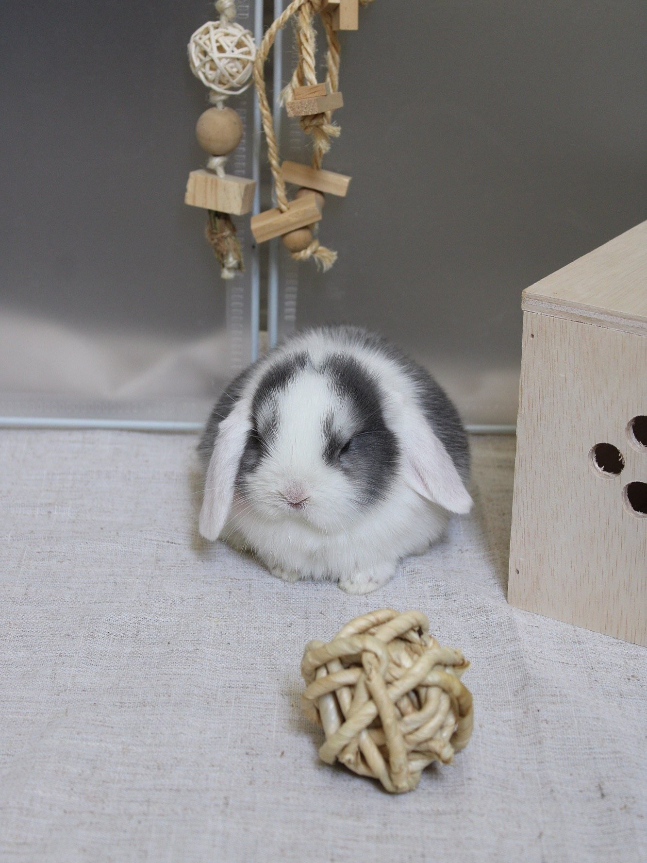 “Adorable Holland Lop bunny looking for a home image 6