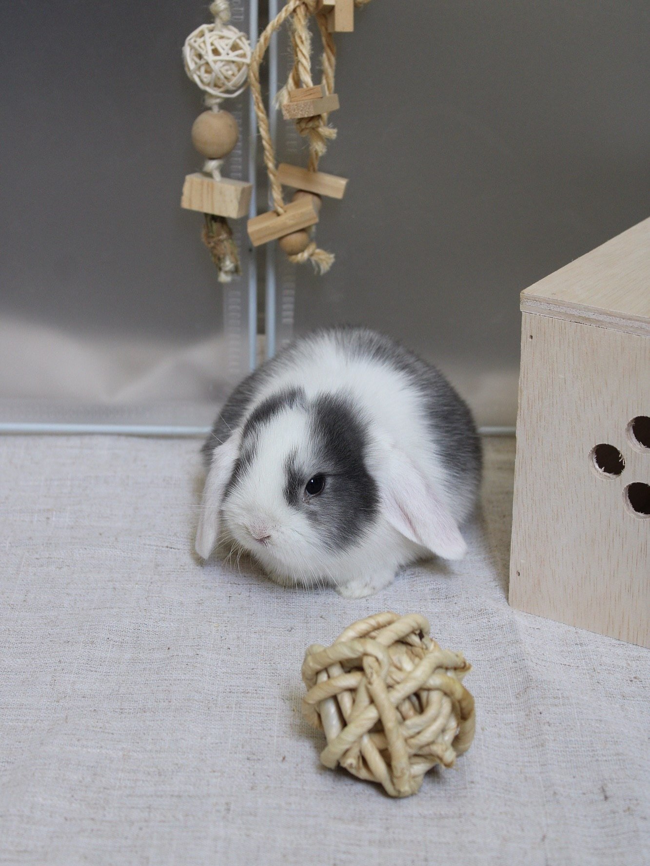 “Adorable Holland Lop bunny looking for a home image 7