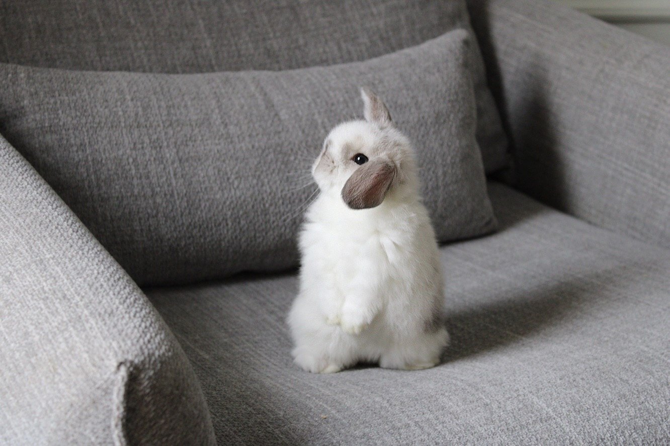 “Adorable Holland Lop bunny looking for a home image 1