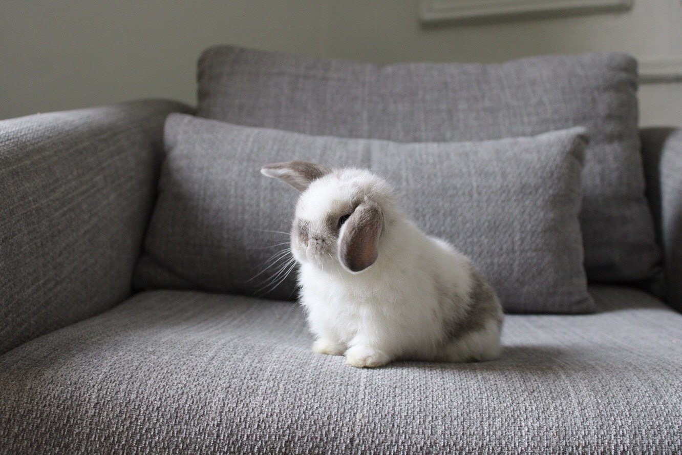 “Adorable Holland Lop bunny looking for a home image 2