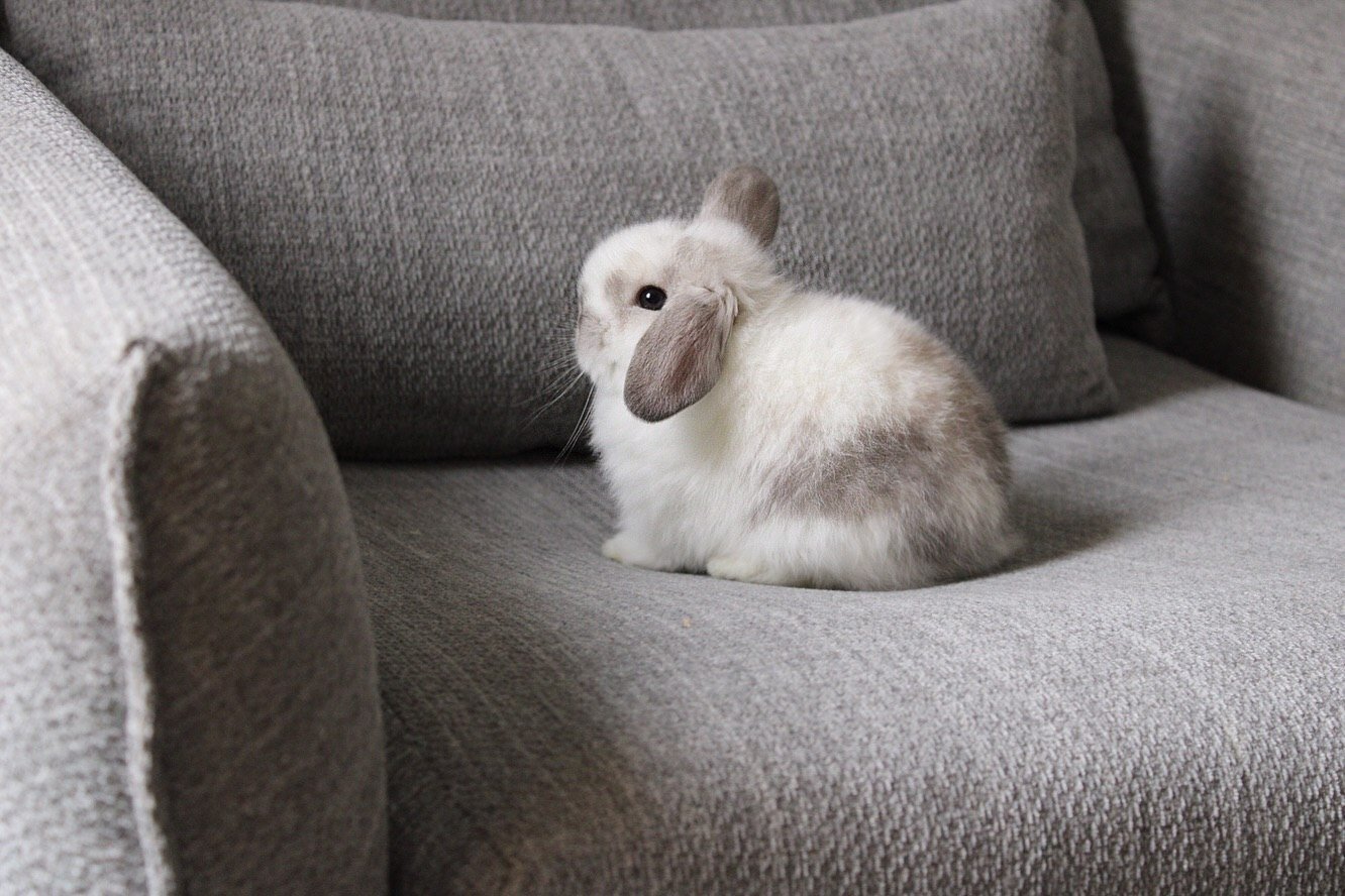 “Adorable Holland Lop bunny looking for a home image 3