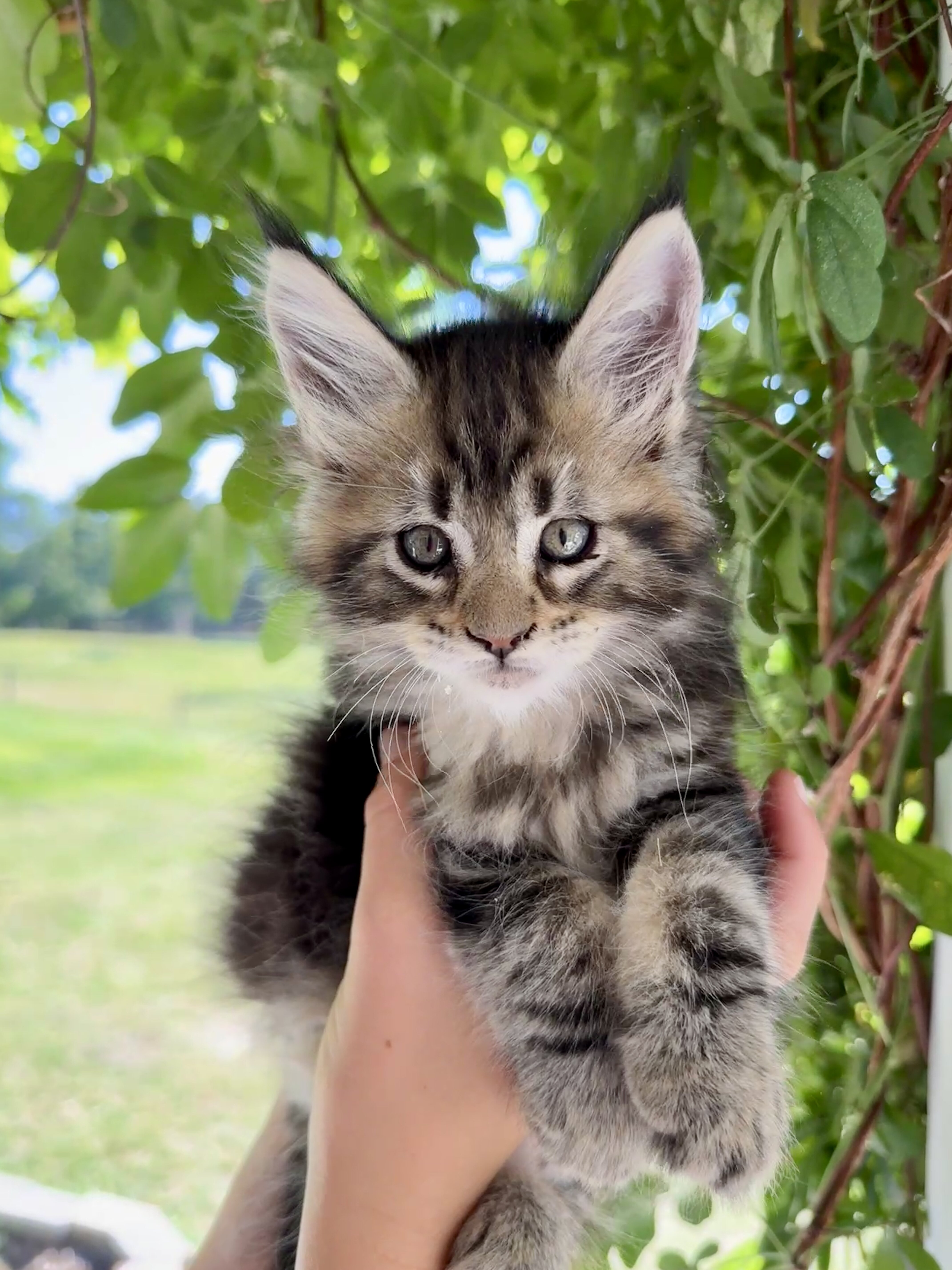 Maine Coon Kitten image 1
