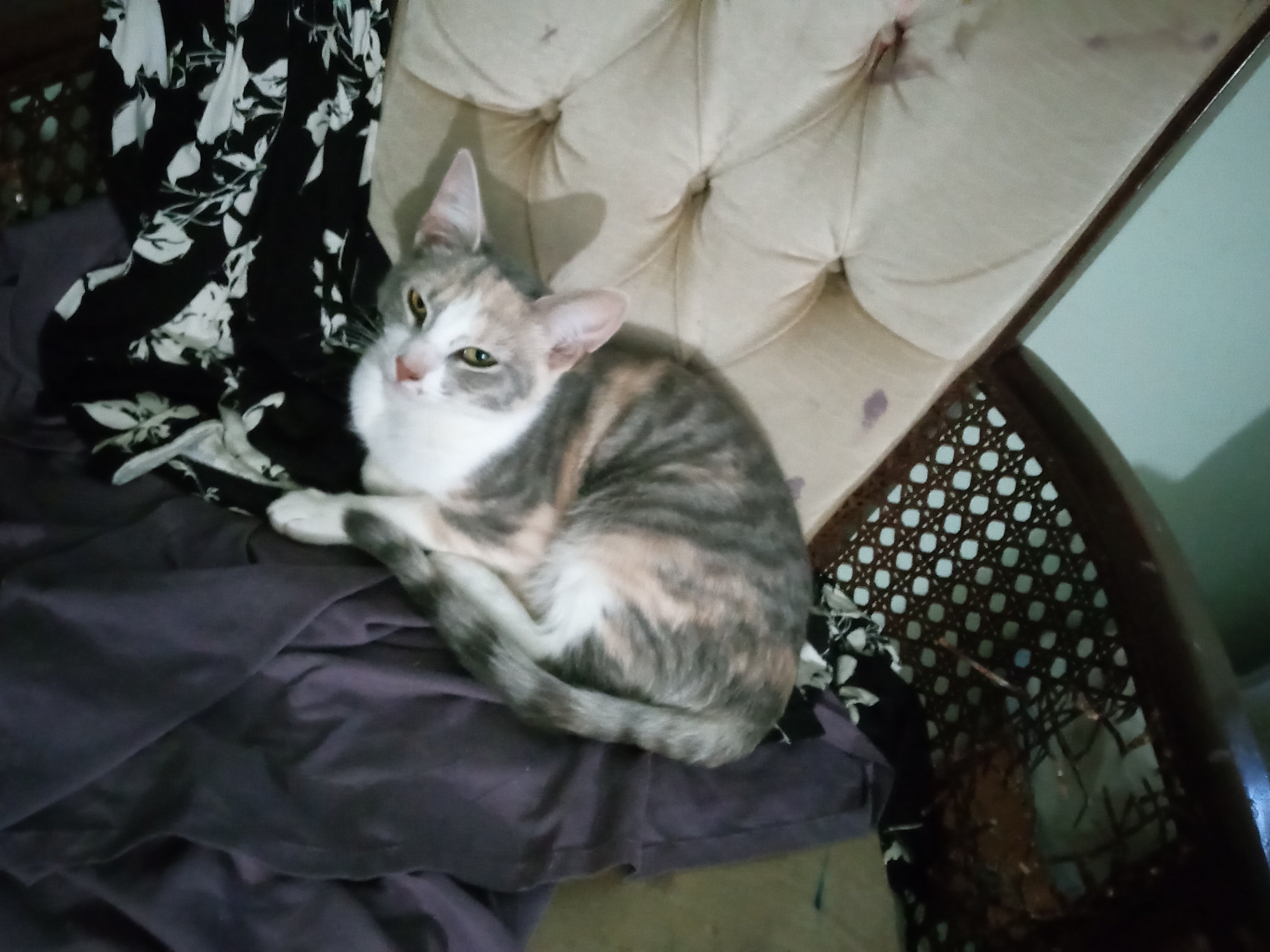 Maine Coon Bengal Mix Kittens image 4