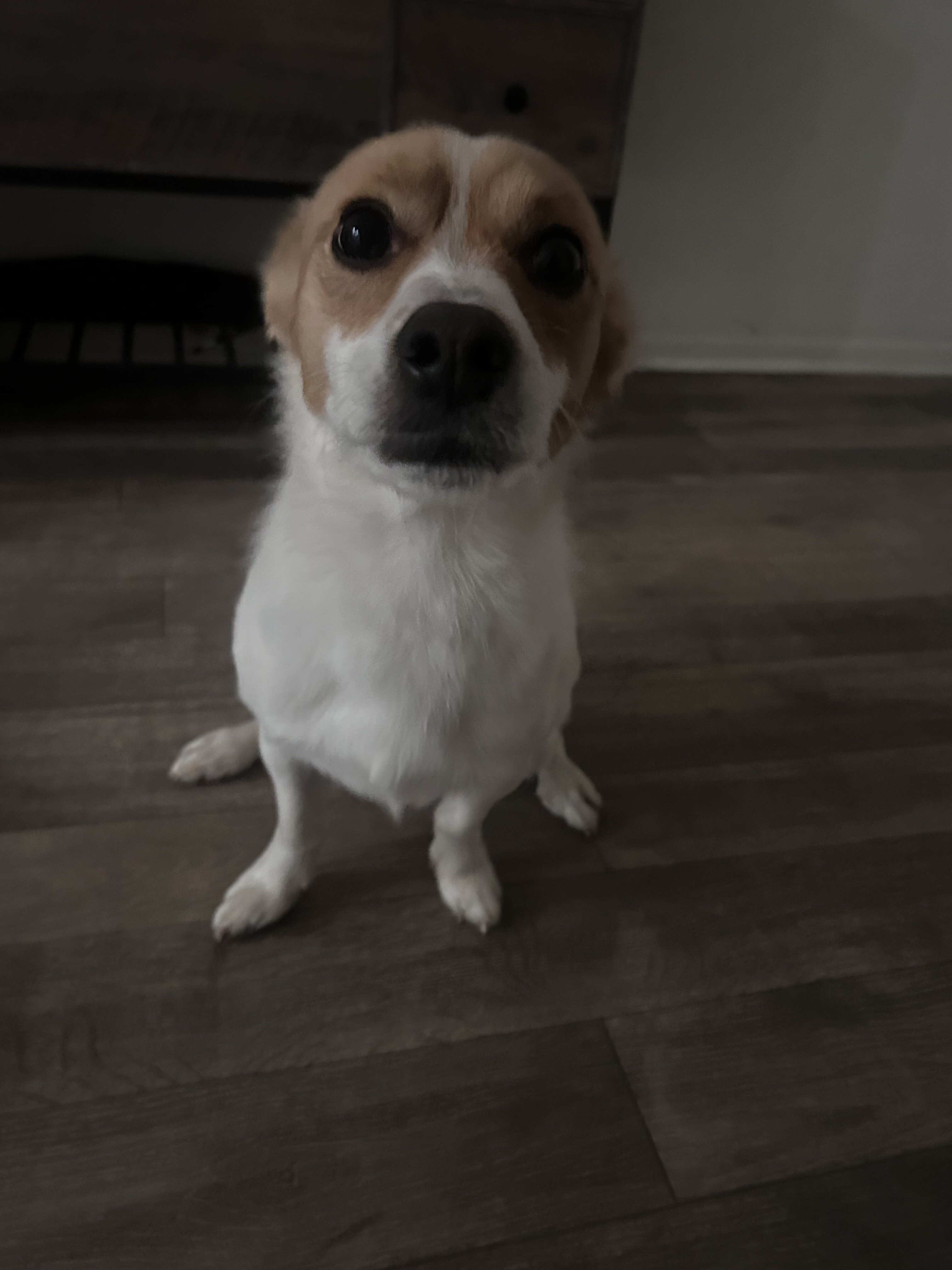 Boosie/jack russel terrier 3yo image 2