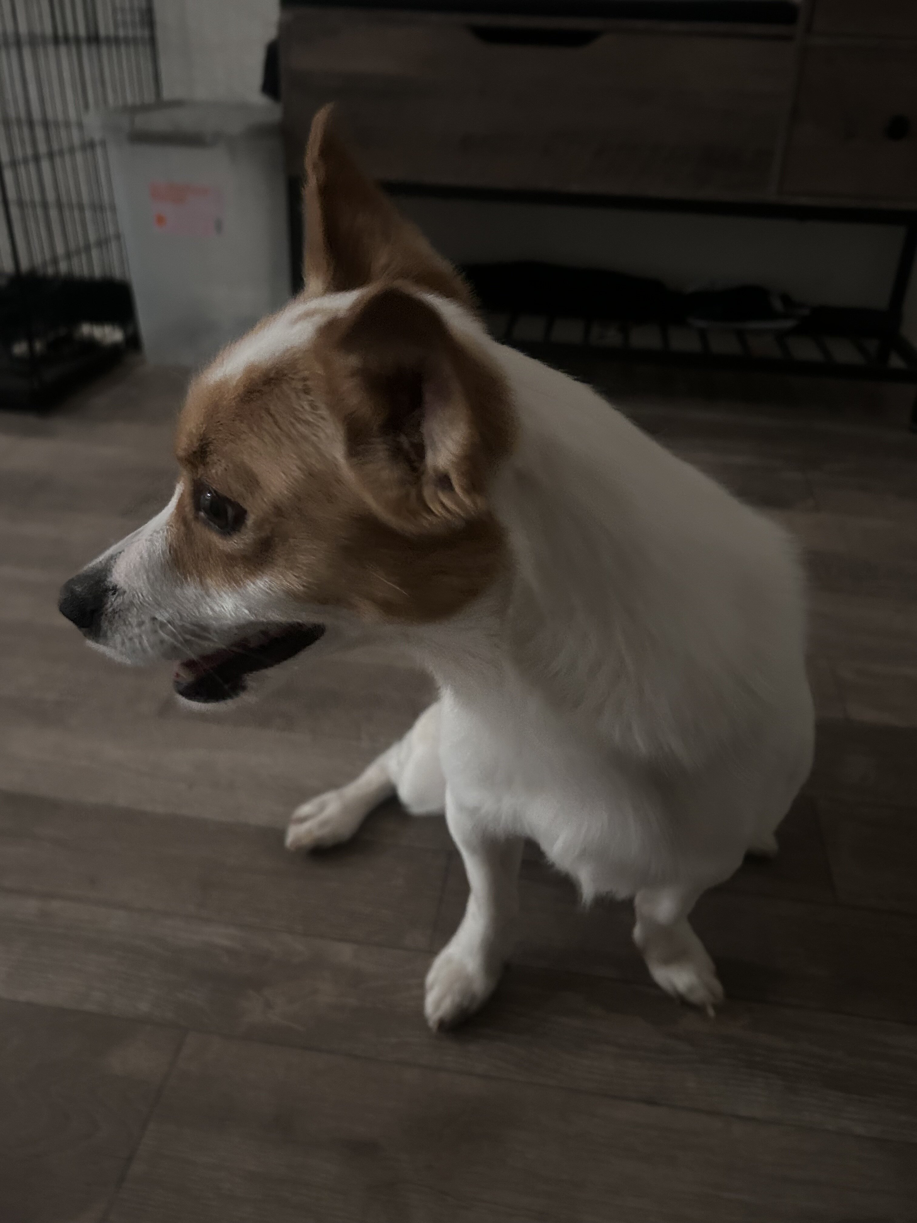 Boosie/jack russel terrier 3yo image 1