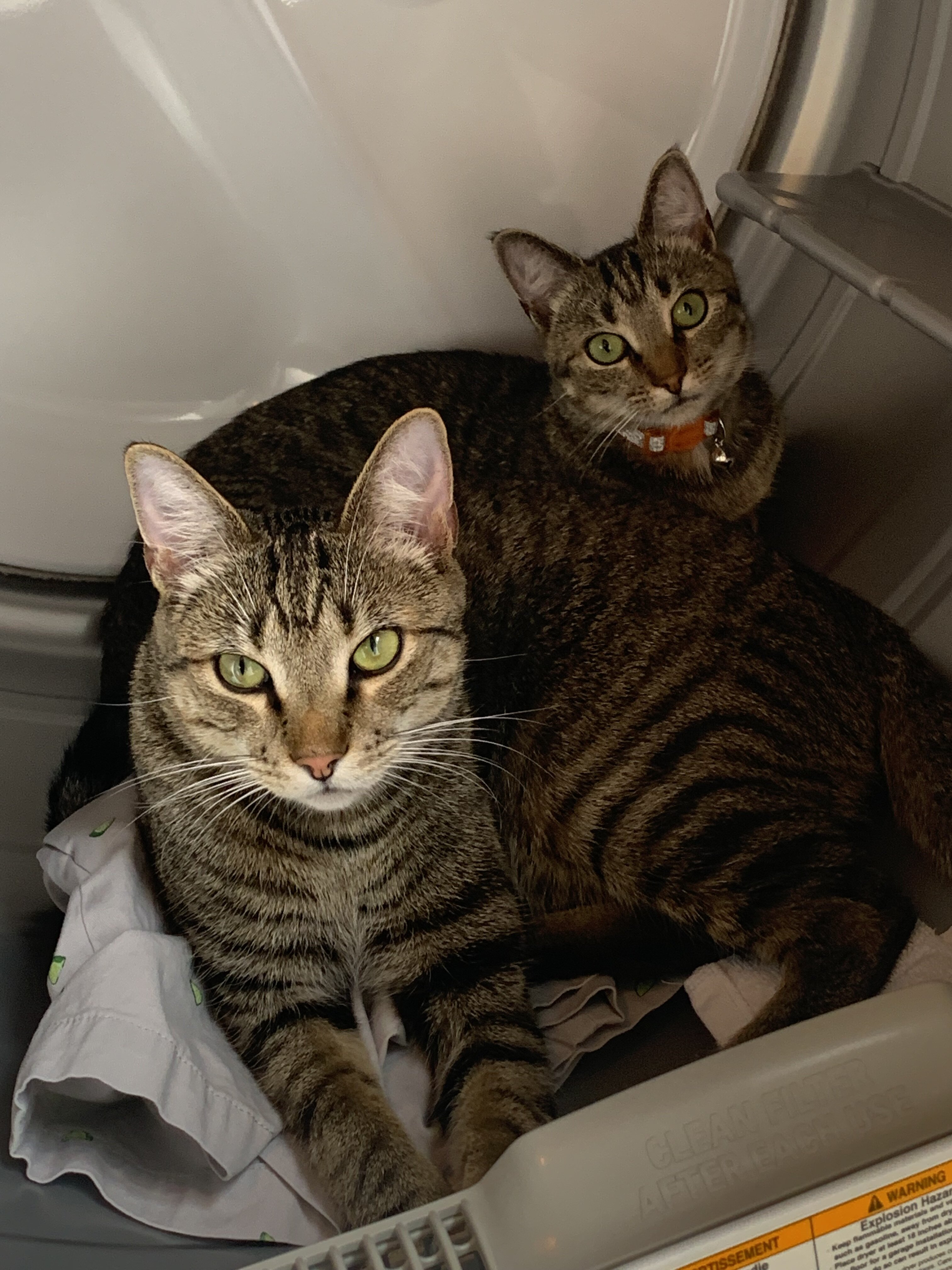2 tabby Bonded siblings image 9