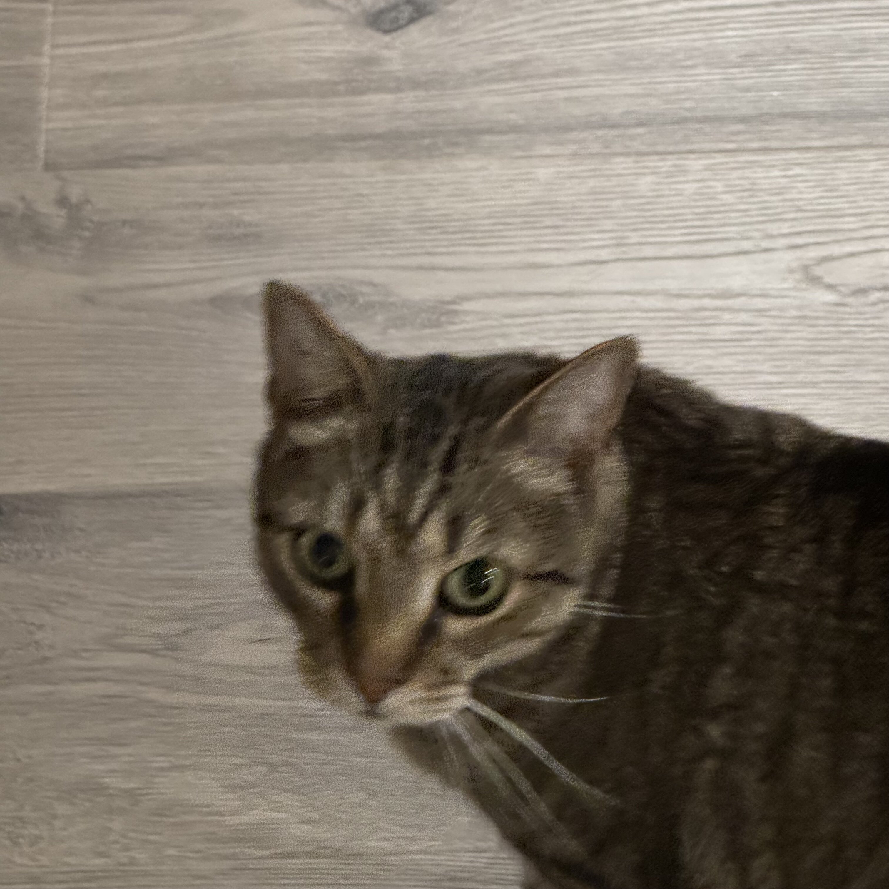 2 tabby Bonded siblings image 5