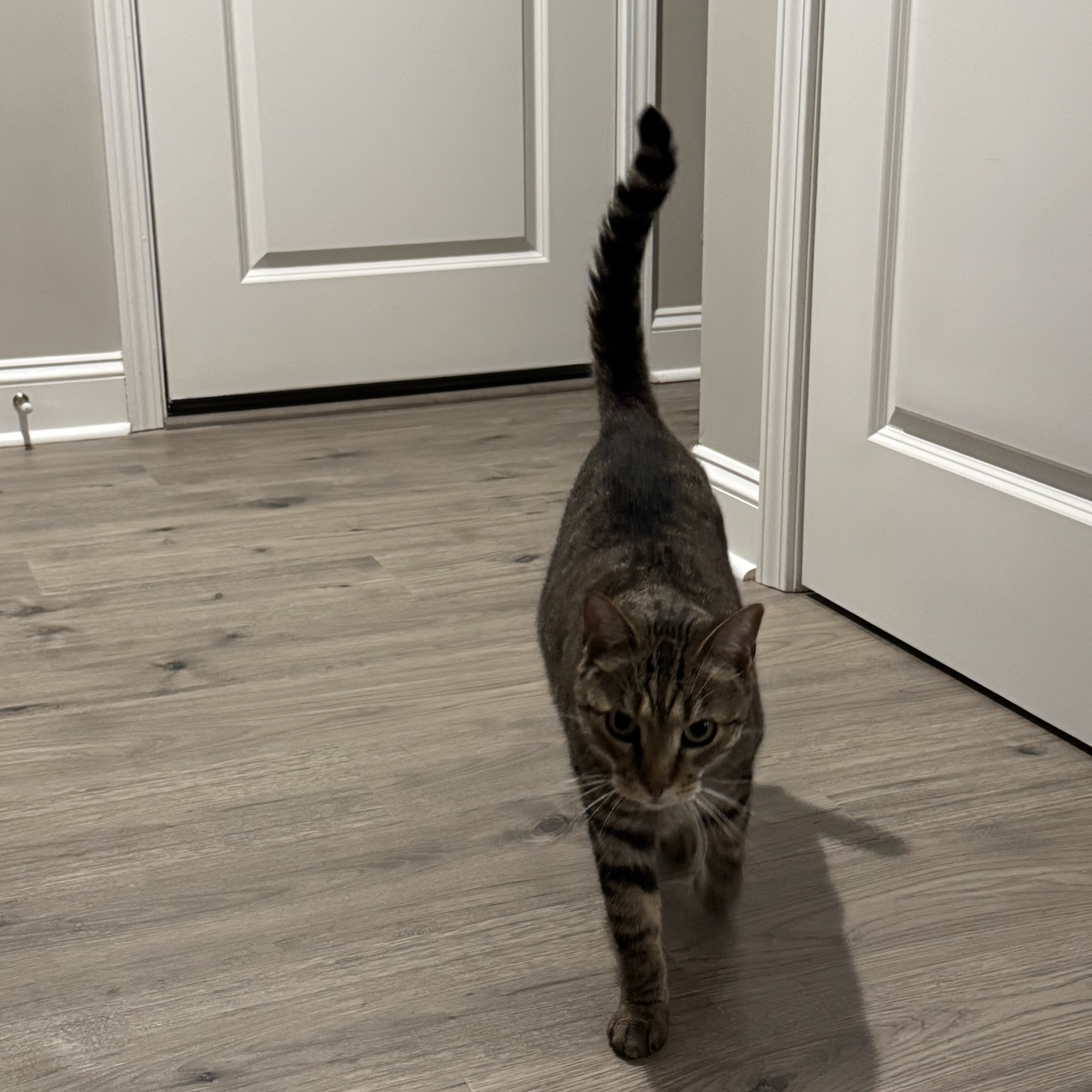 2 tabby Bonded siblings image 1
