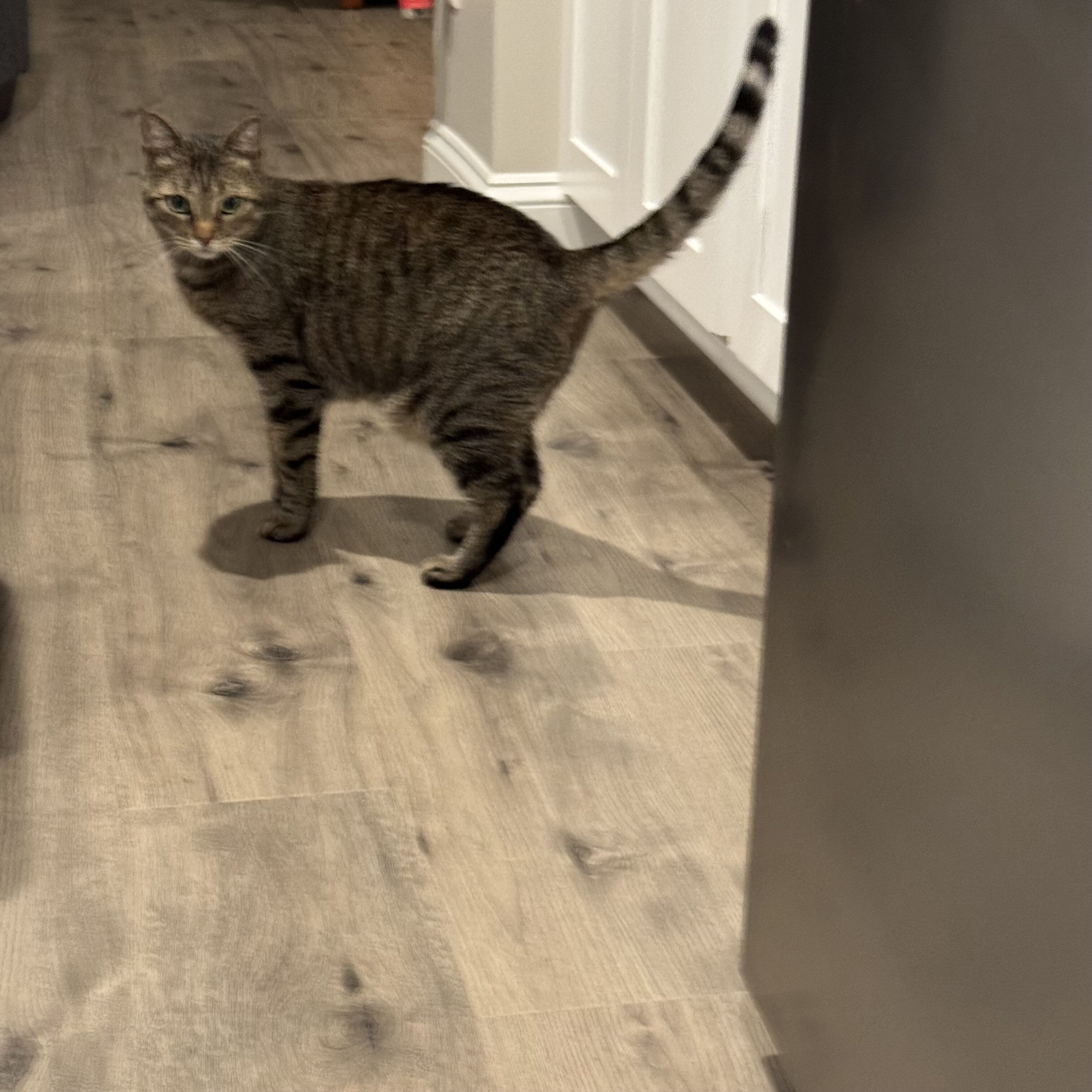 2 tabby Bonded siblings image 4