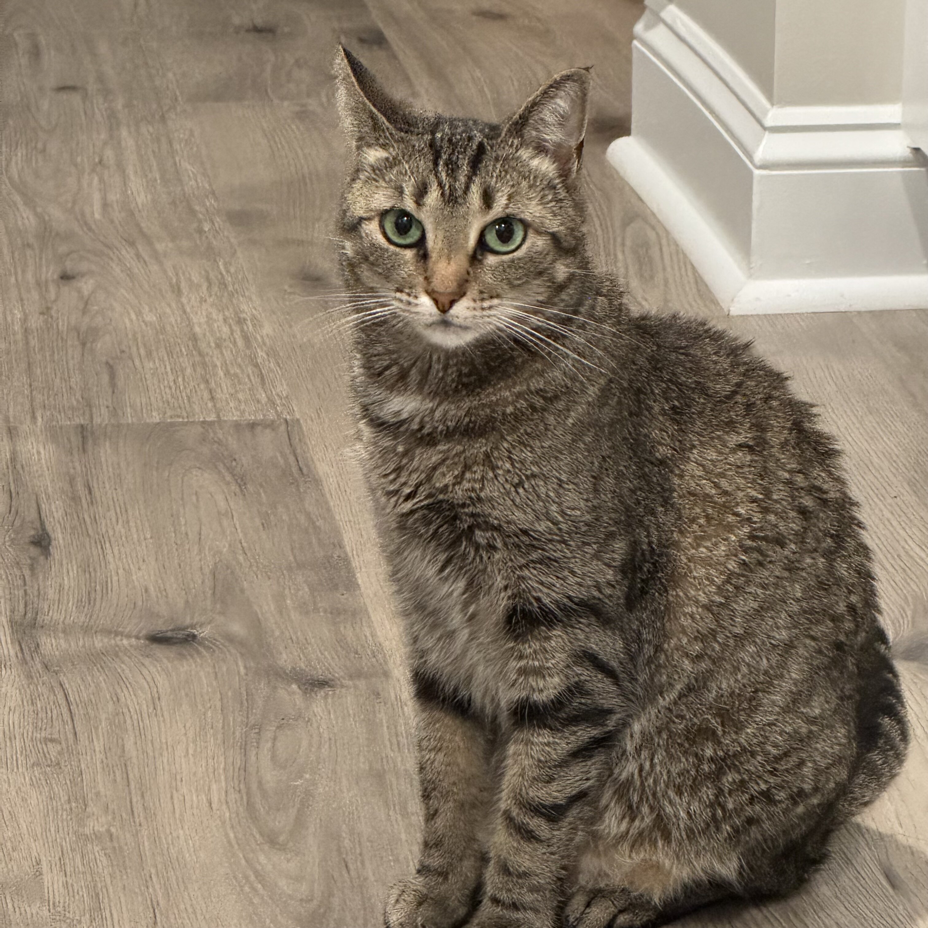 2 tabby Bonded siblings image 3