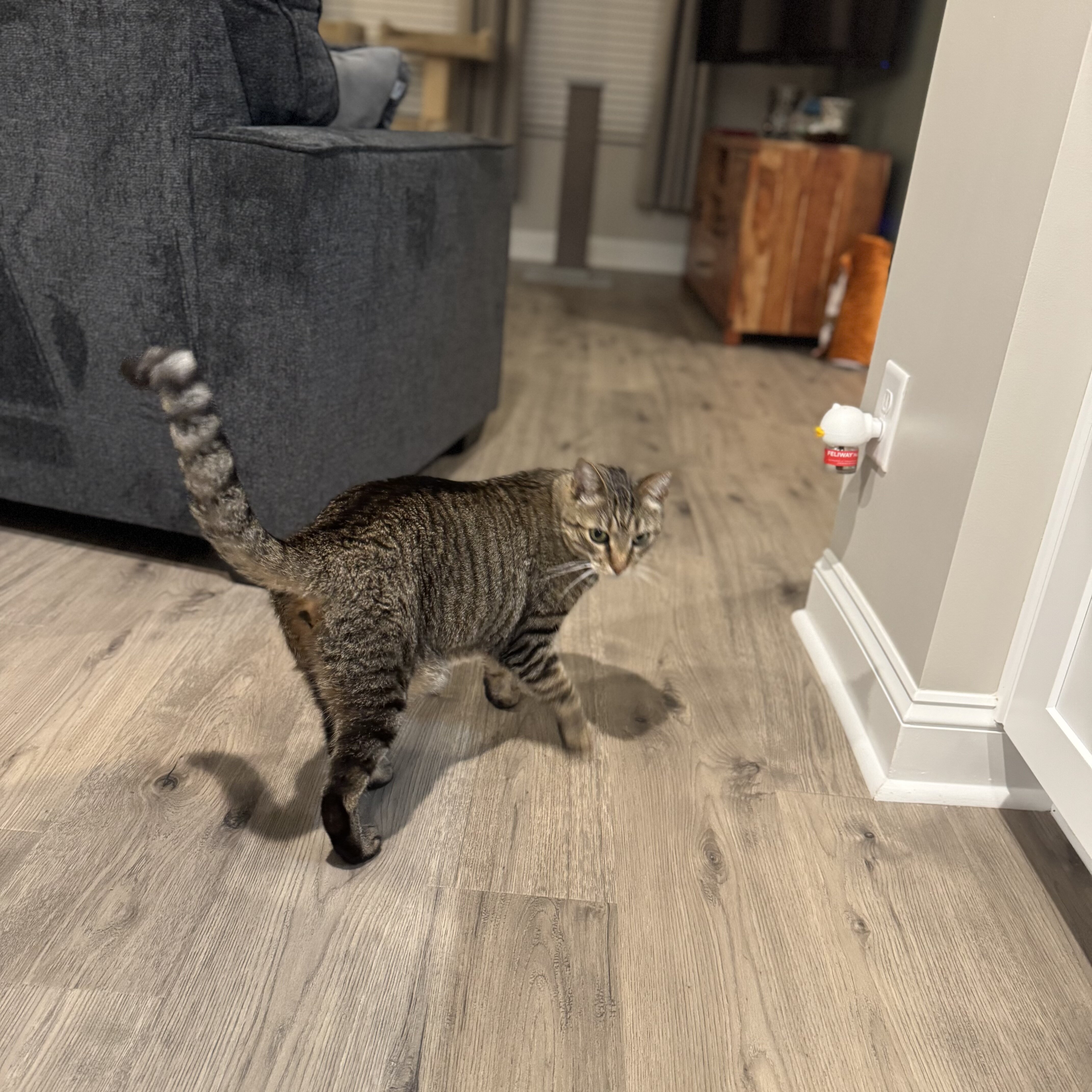 2 tabby Bonded siblings image 2