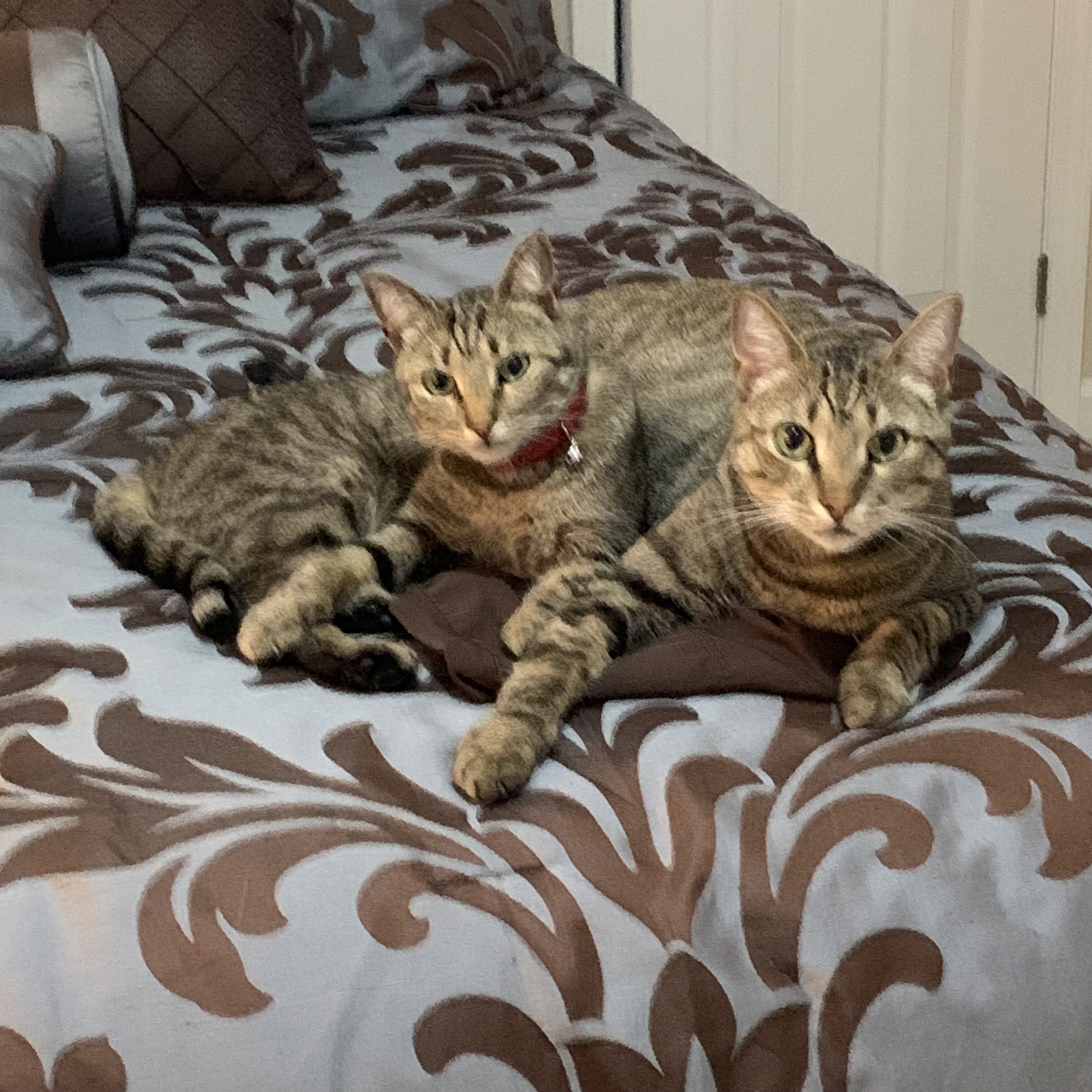 2 tabby Bonded siblings image 7
