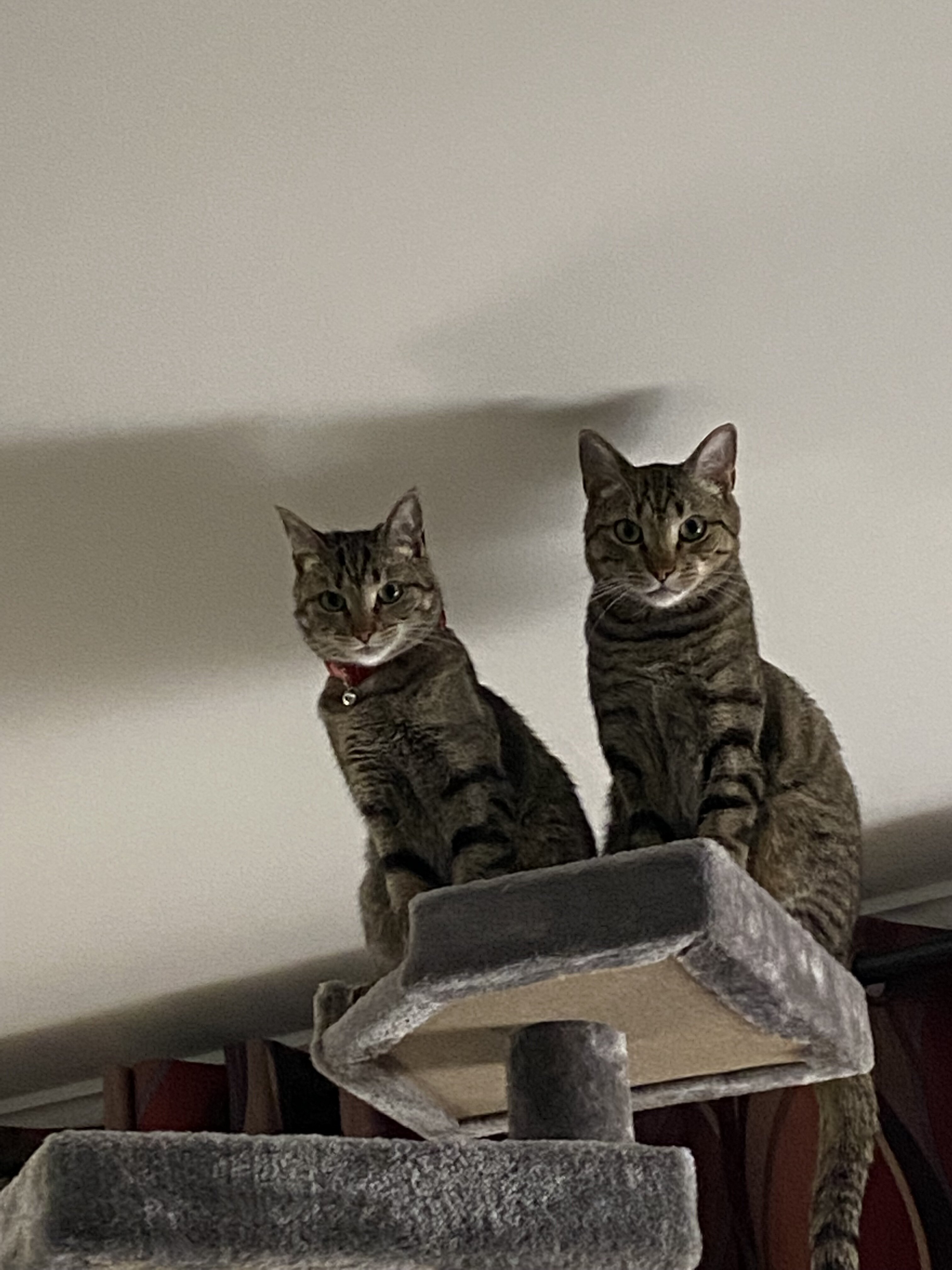 2 tabby Bonded siblings image 8