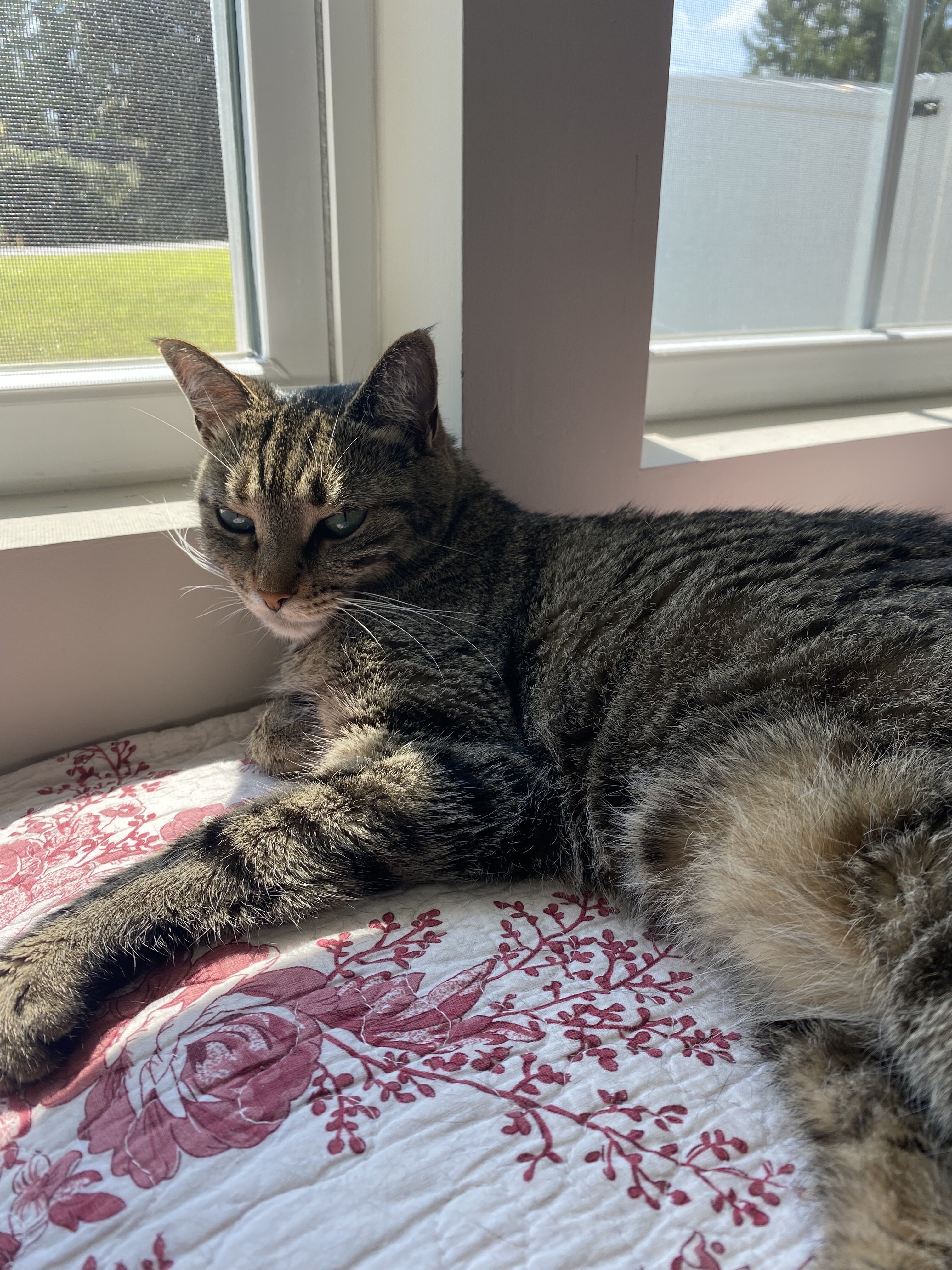 2 tabby Bonded siblings image 6