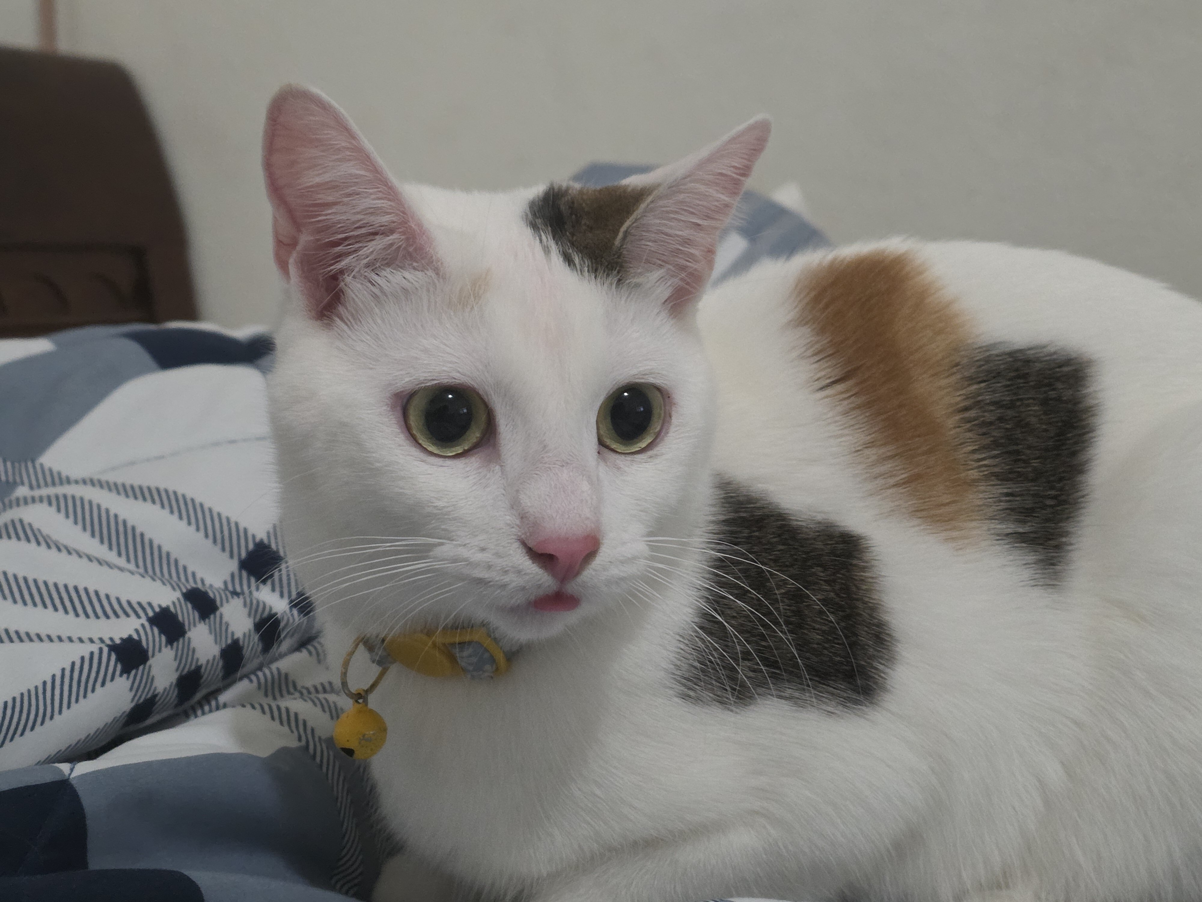 Young Calico Cat for Adoption image 1