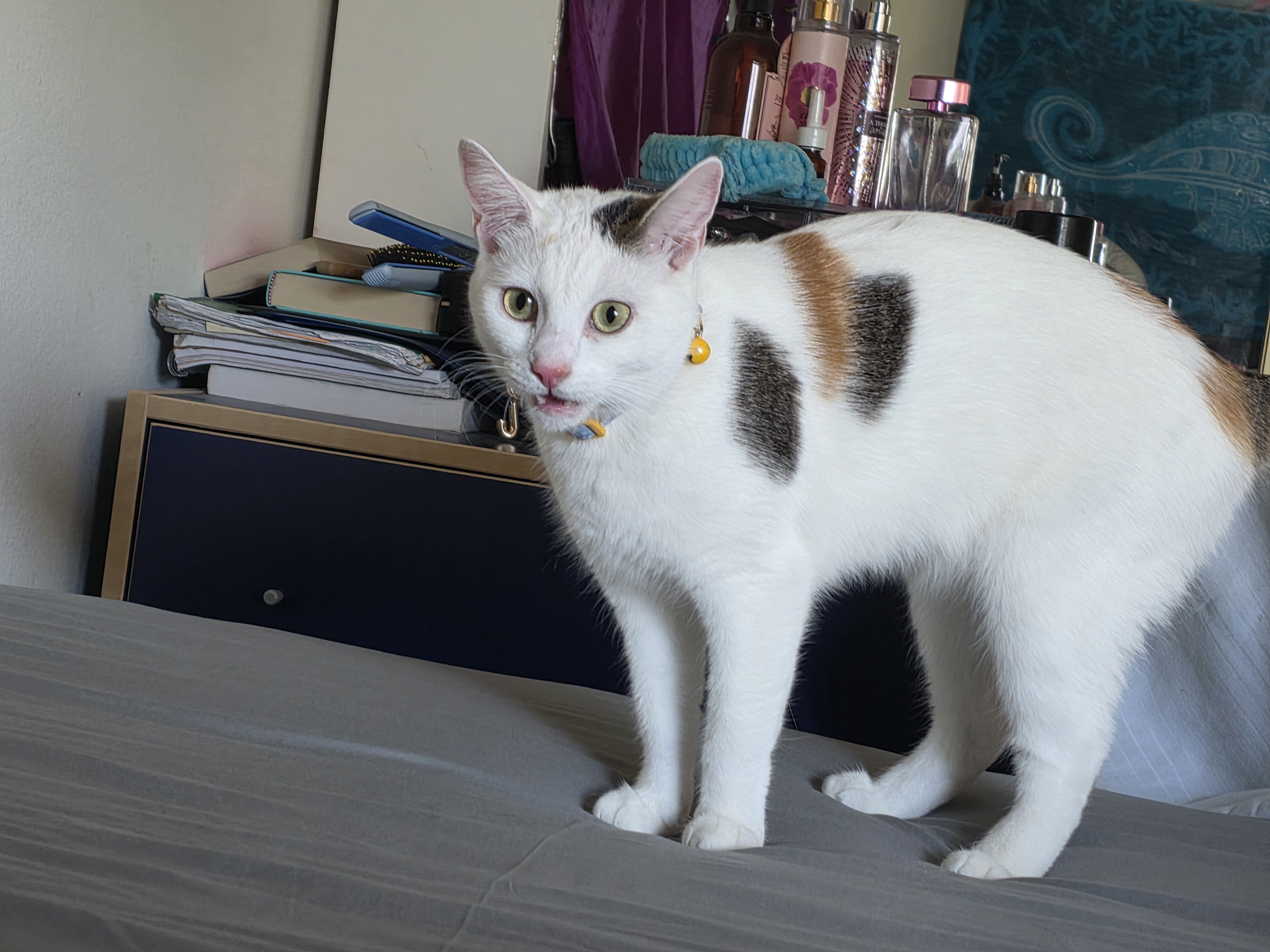 Young Calico Cat for Adoption image 3