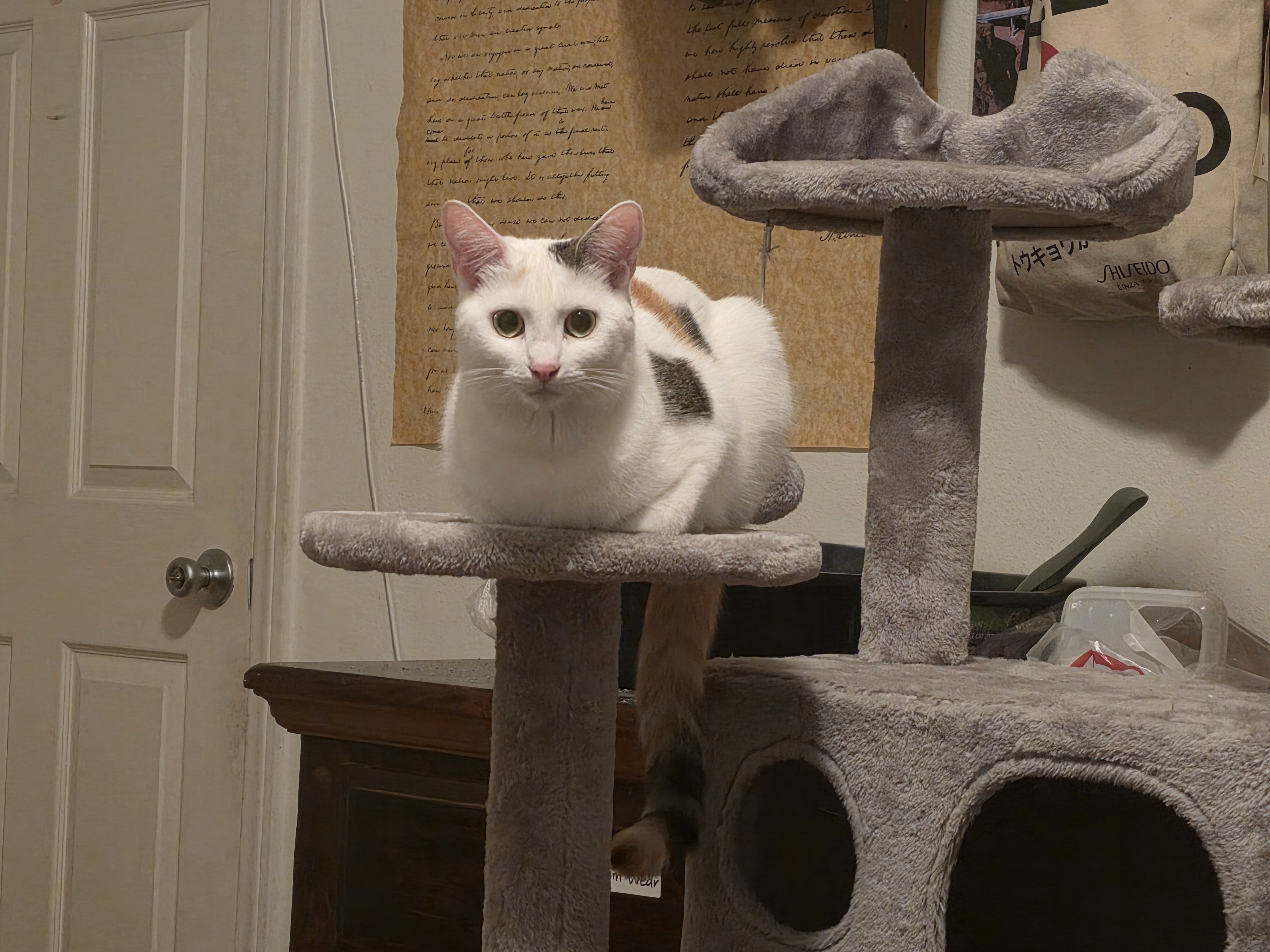 Young Calico Cat for Adoption image 4