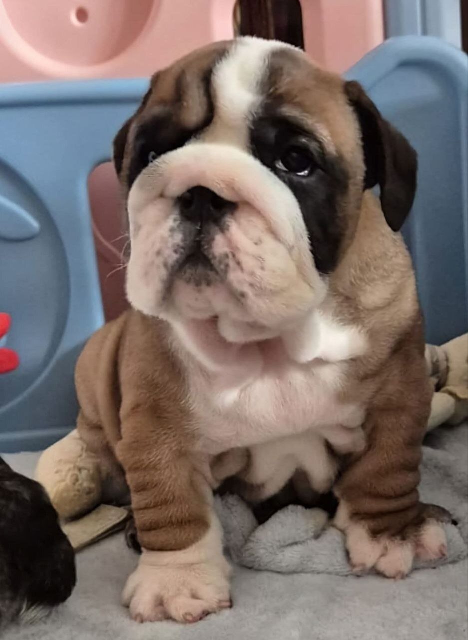 AKC REG English Bulldog puppies image 2