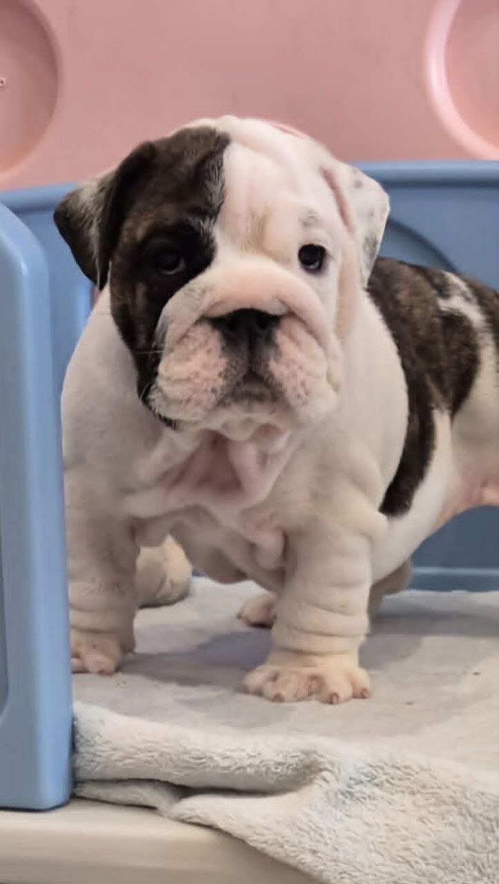 AKC REG English Bulldog puppies image 1