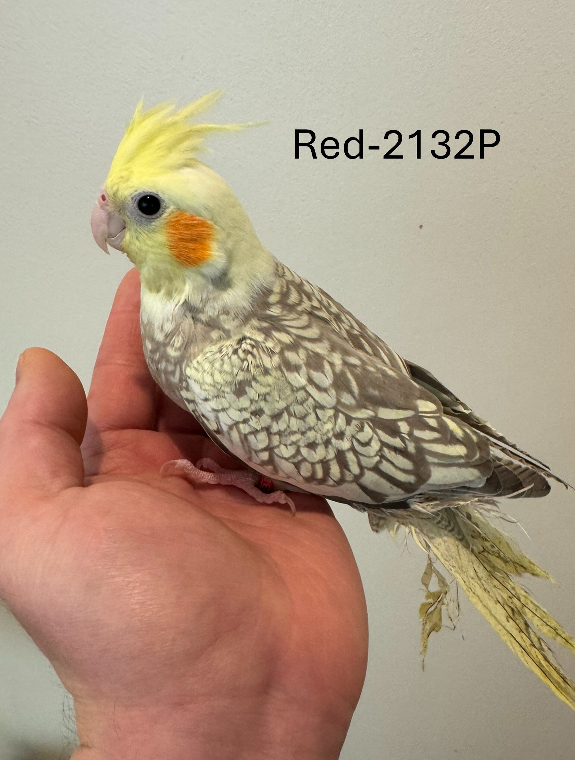 Maryland Hand-fed Cockatiels image 2