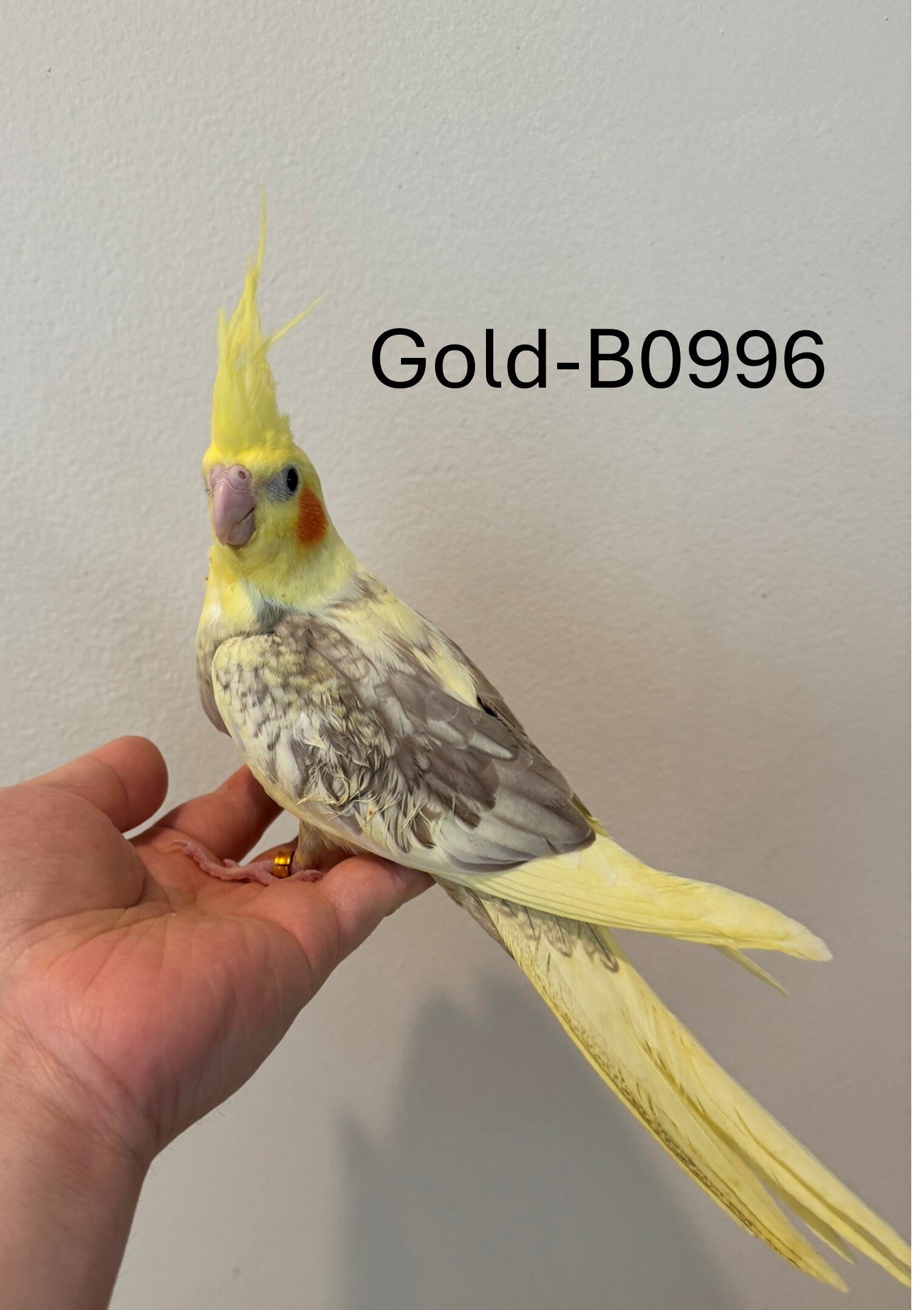 Maryland Hand-fed Cockatiels image 5