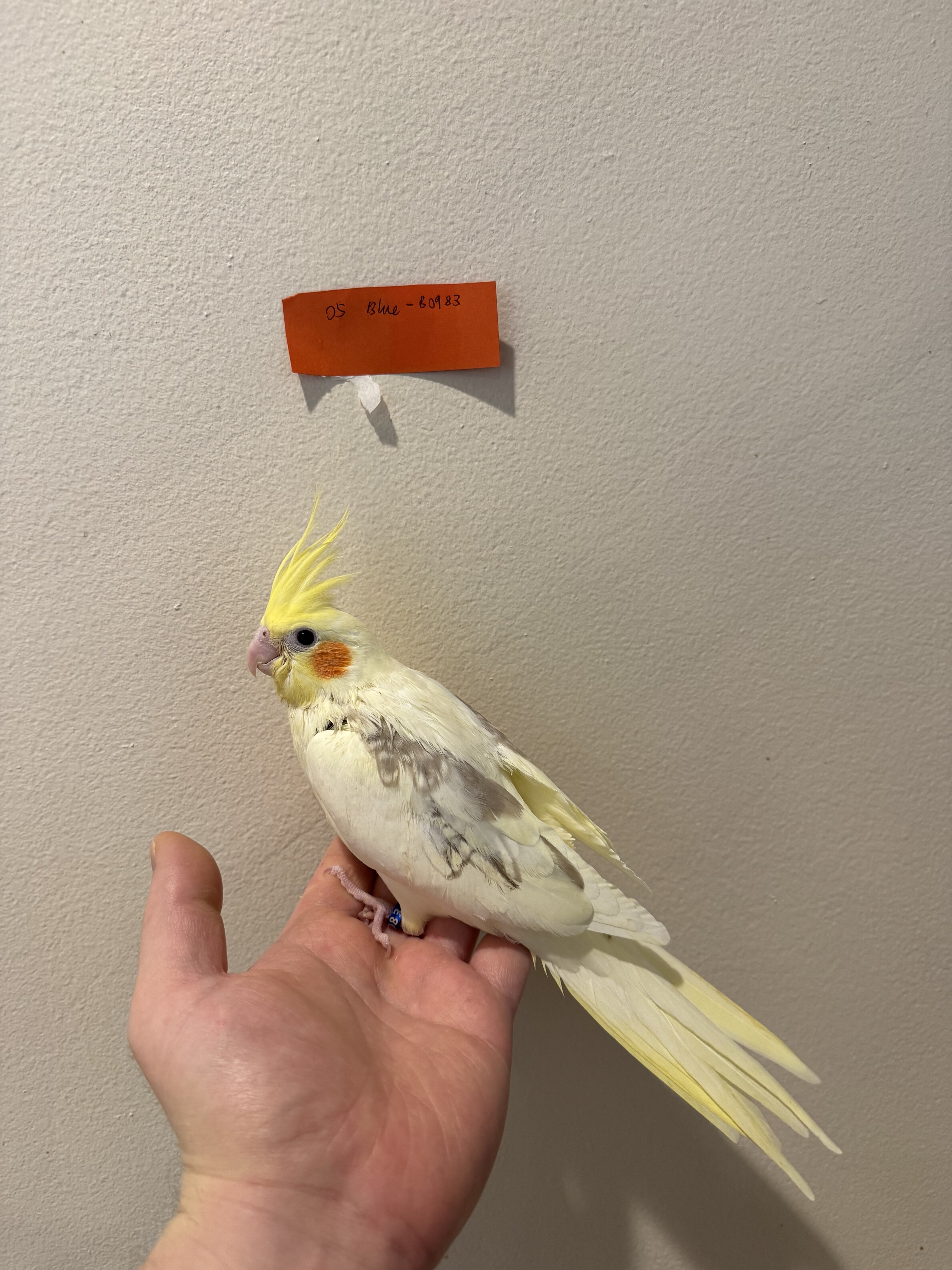 Maryland Hand-fed Cockatiels image 3