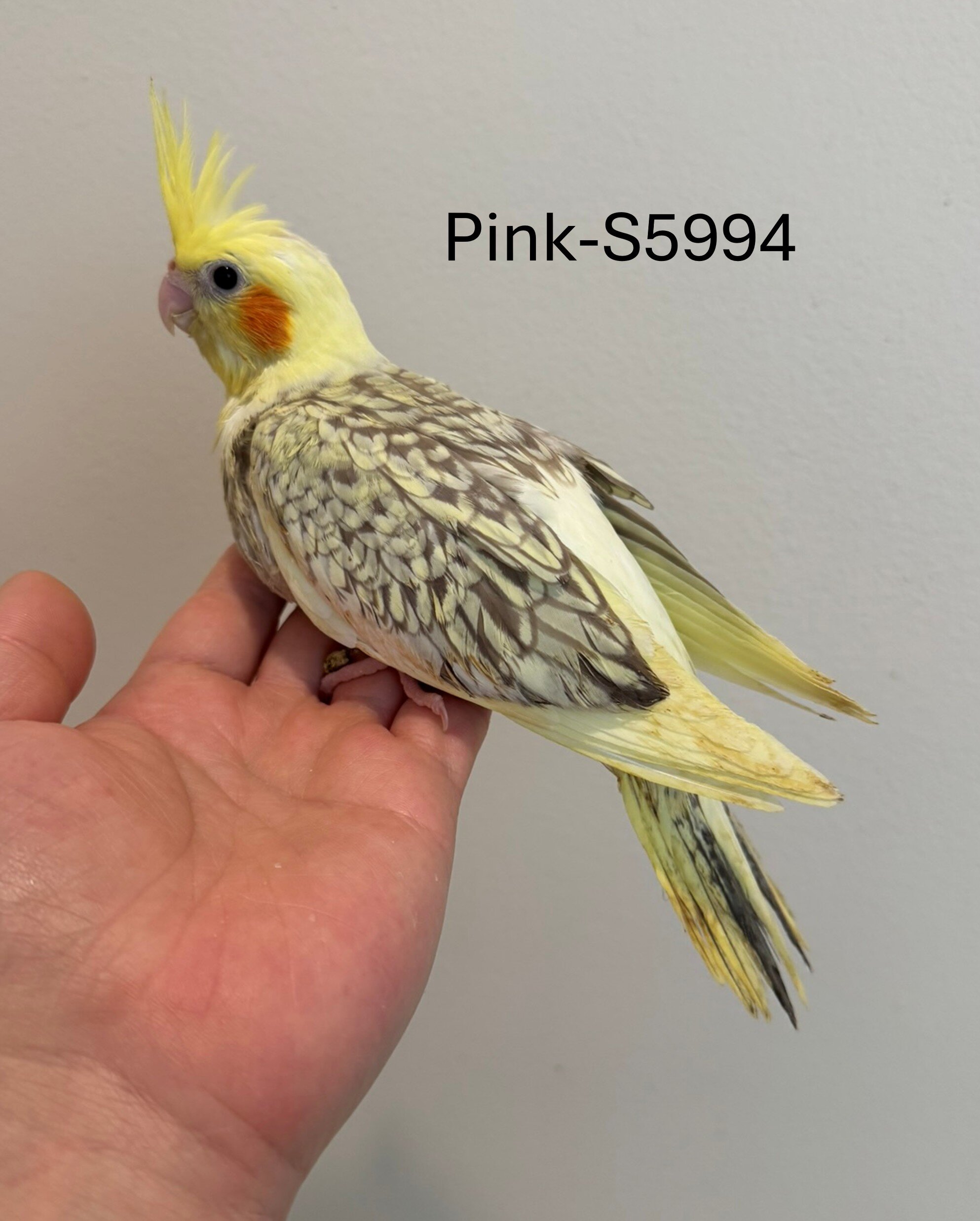 Maryland Hand-fed Cockatiels image 6