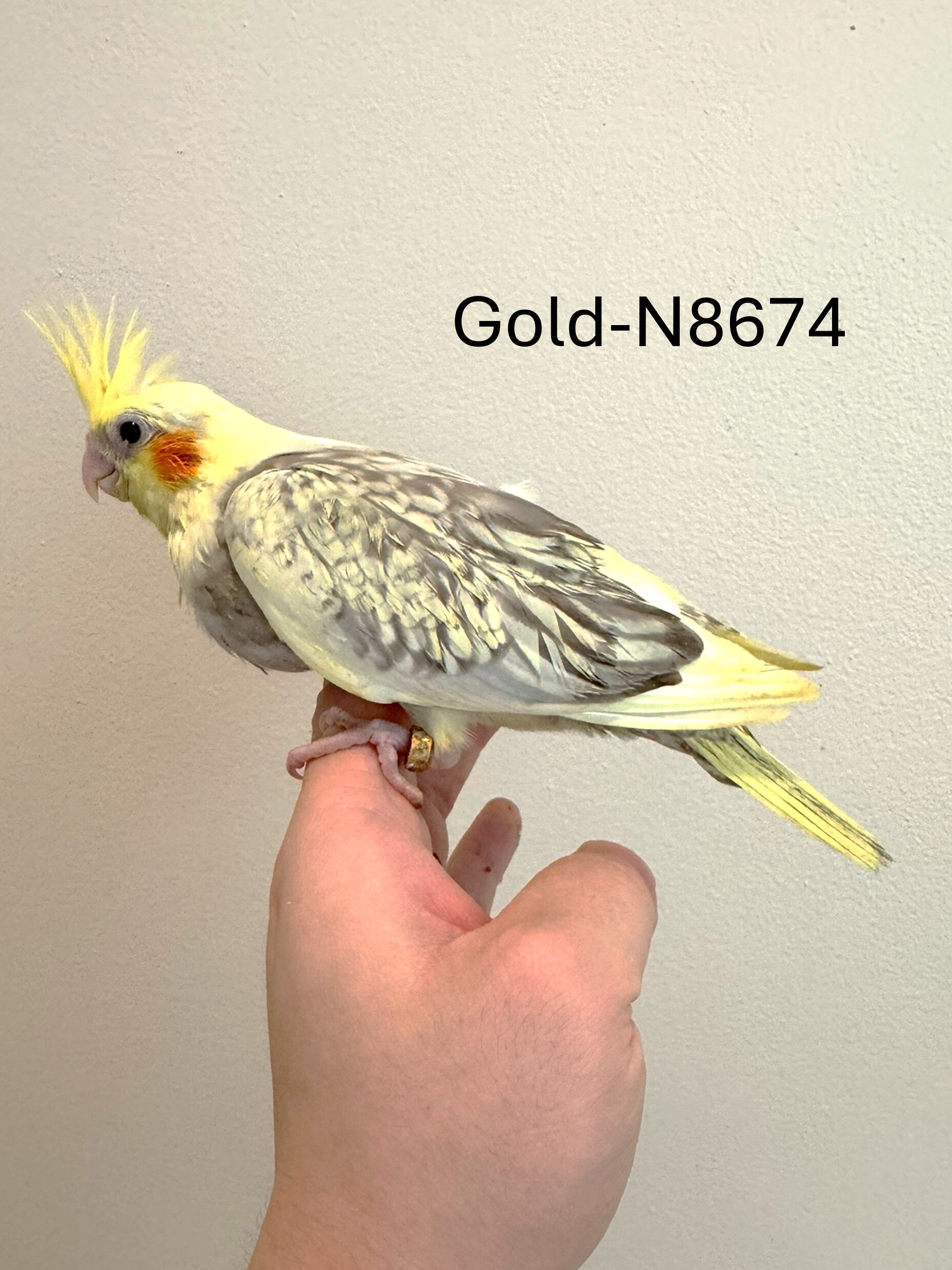 Maryland Hand-fed Cockatiels image 7