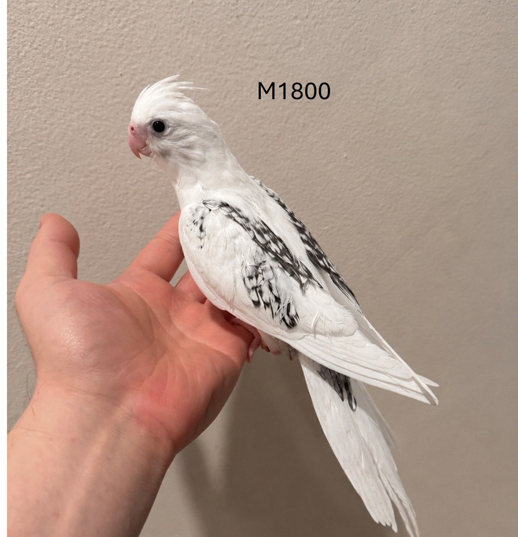 Maryland Hand-fed Cockatiels image 4
